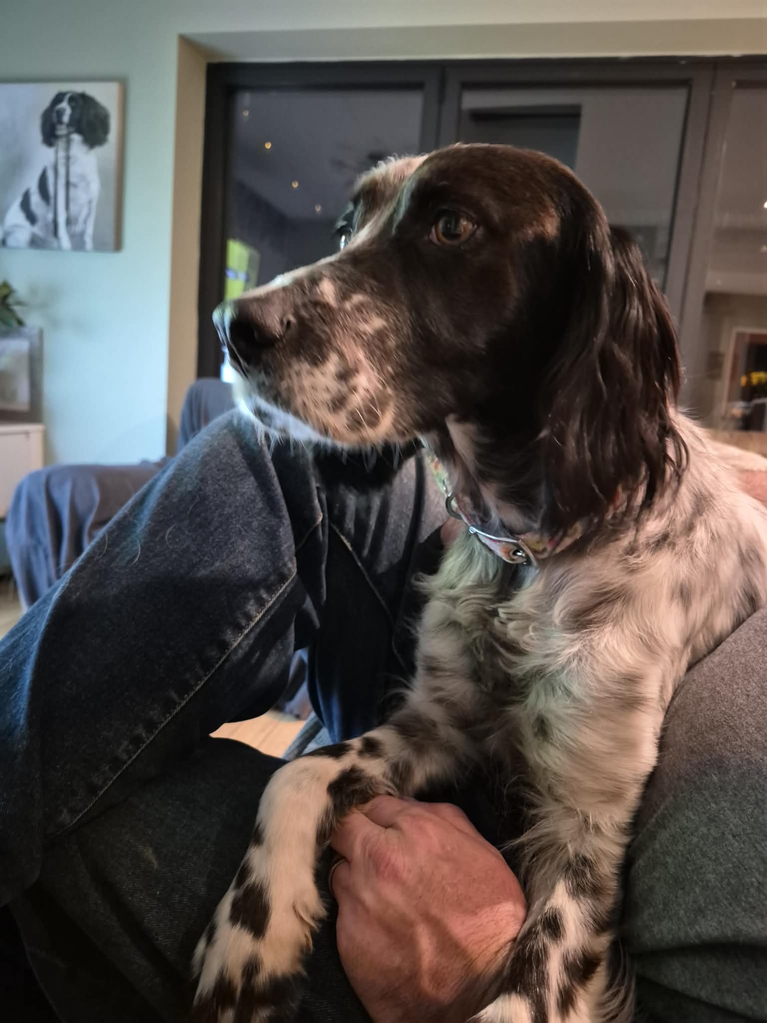 Trufa 1616 Fosterer.jpg