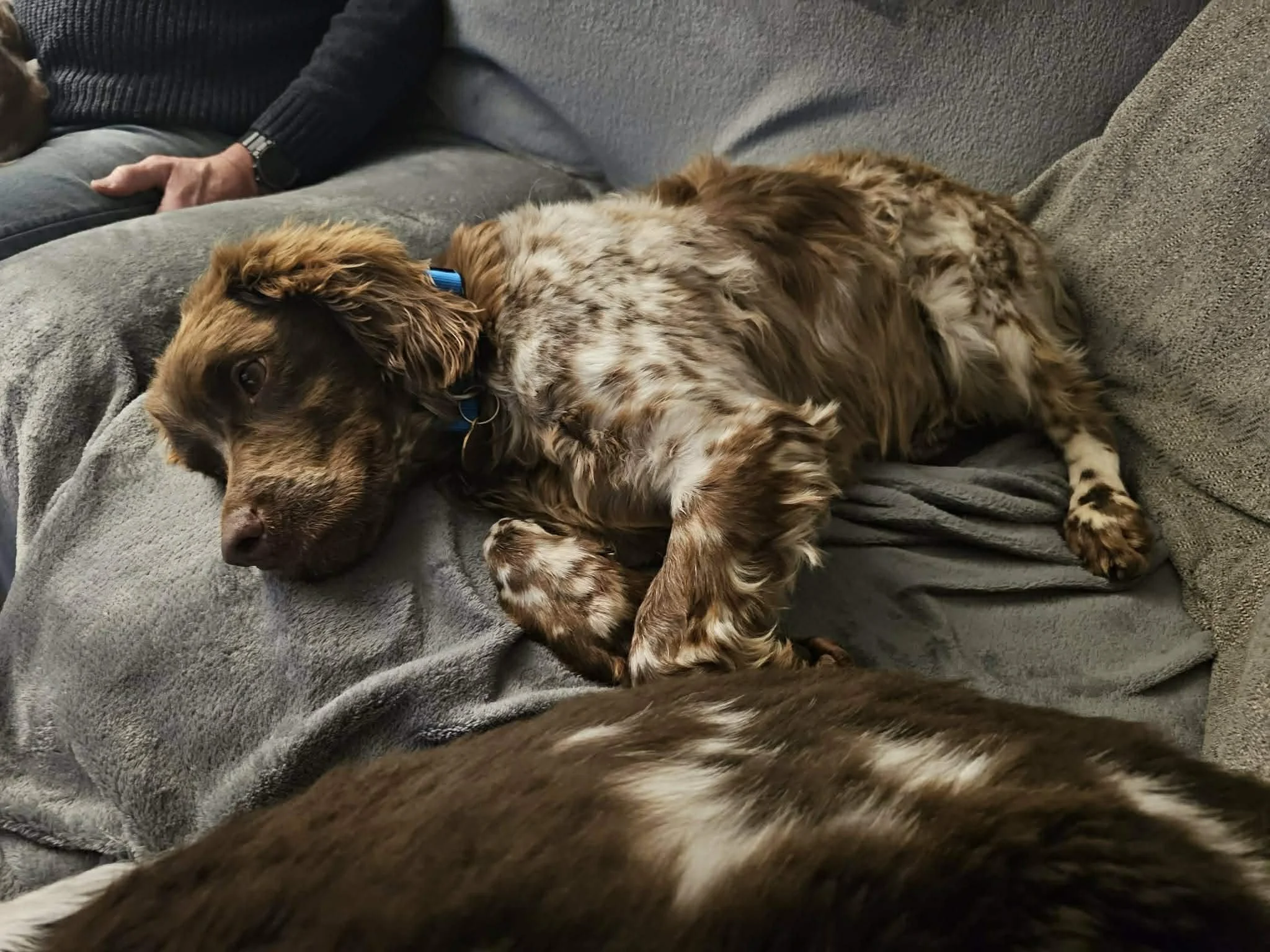 Bruno 1614 Fosterer 2.jpg