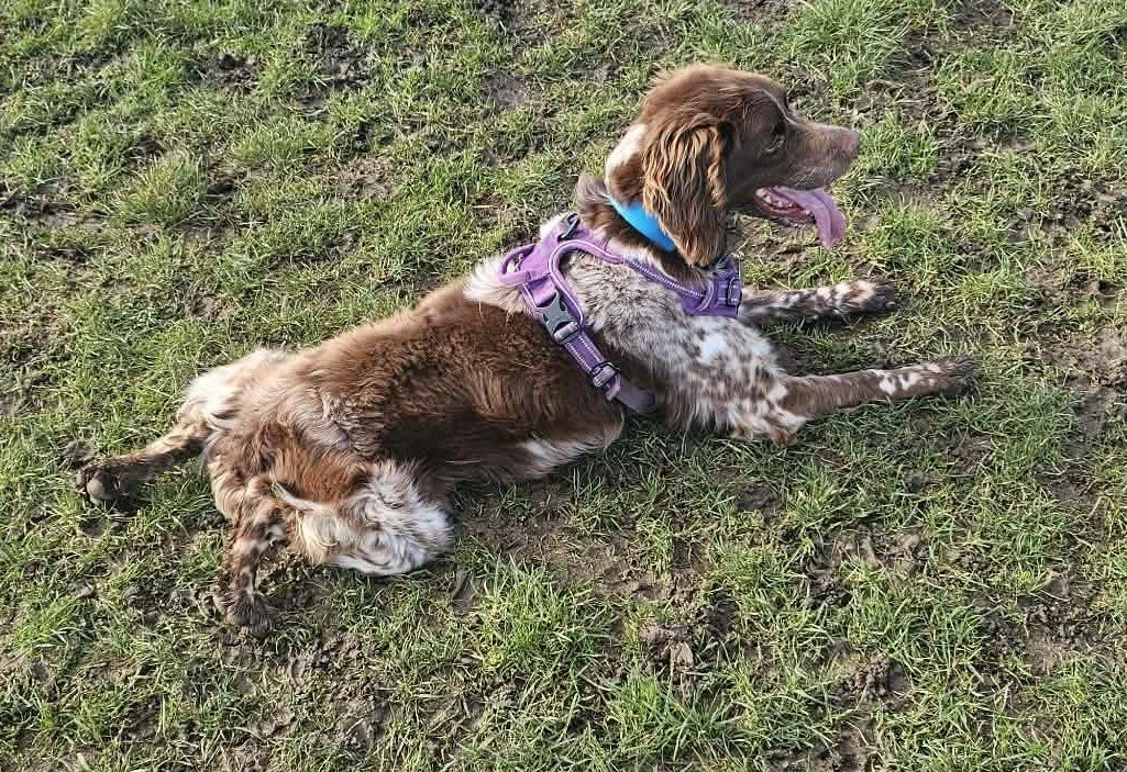 Bruno 1614 Fosterer 4.jpg