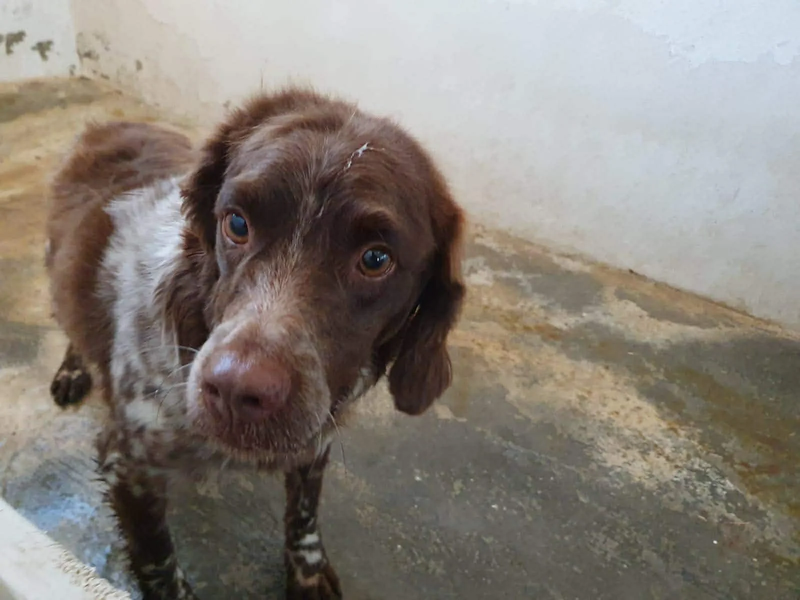 Bruno 1614 Bufali.jpg