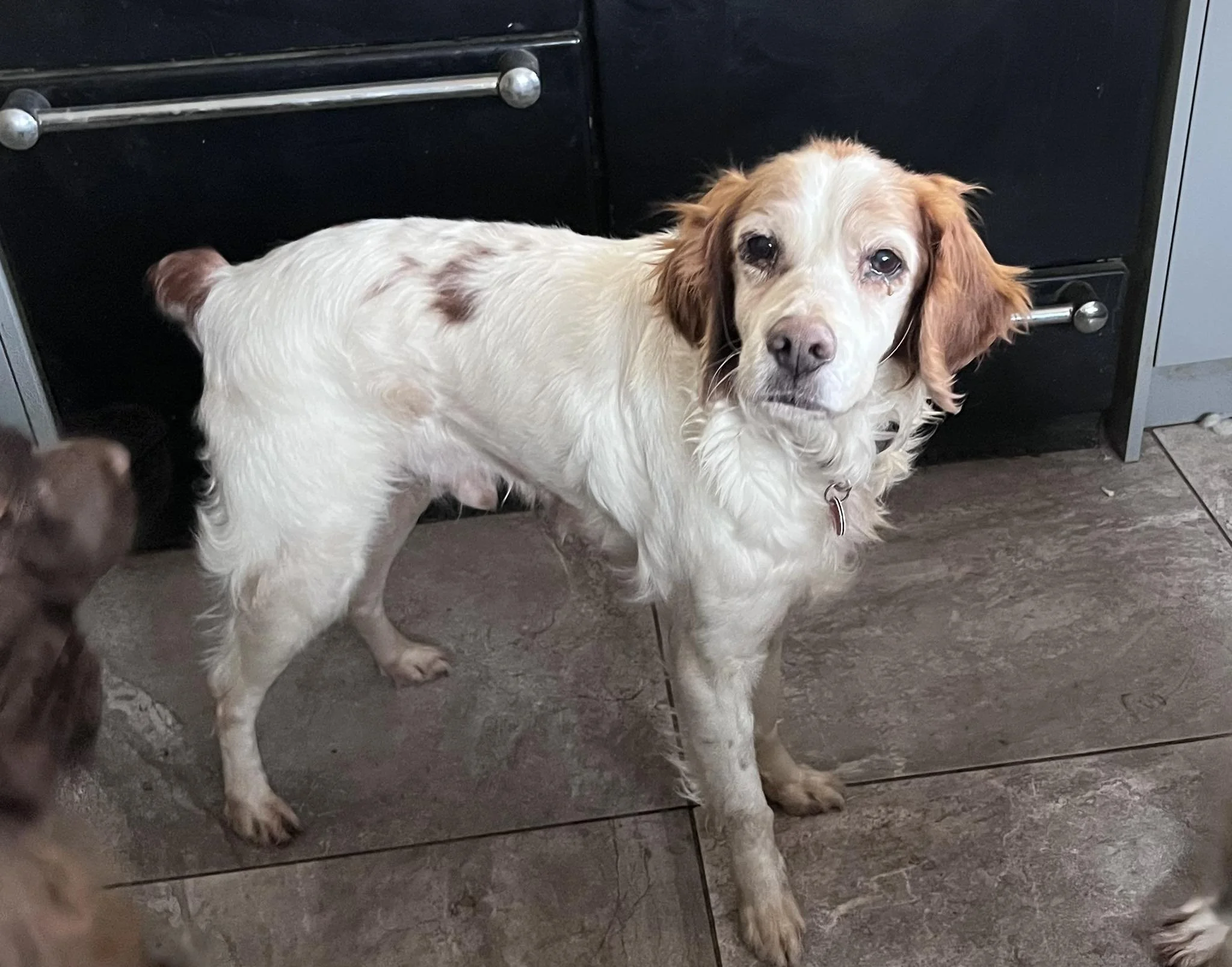 Brett 1610 Fosterer 2.jpg