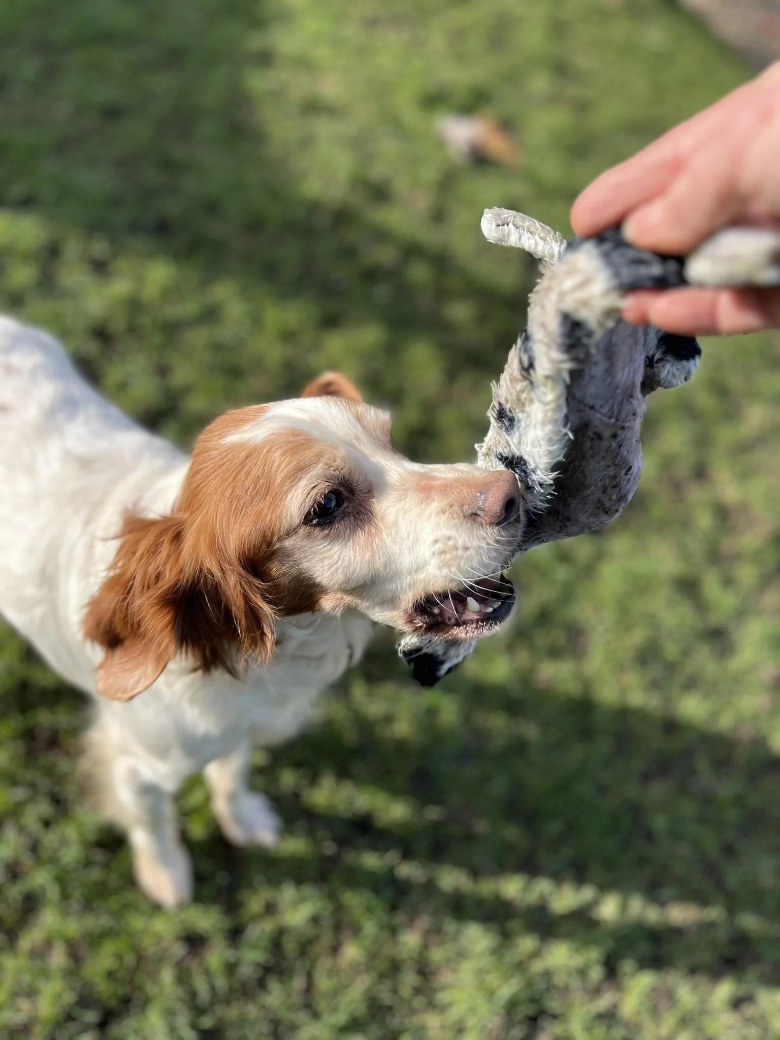 Brett 1610 Fosterer 4.jpg