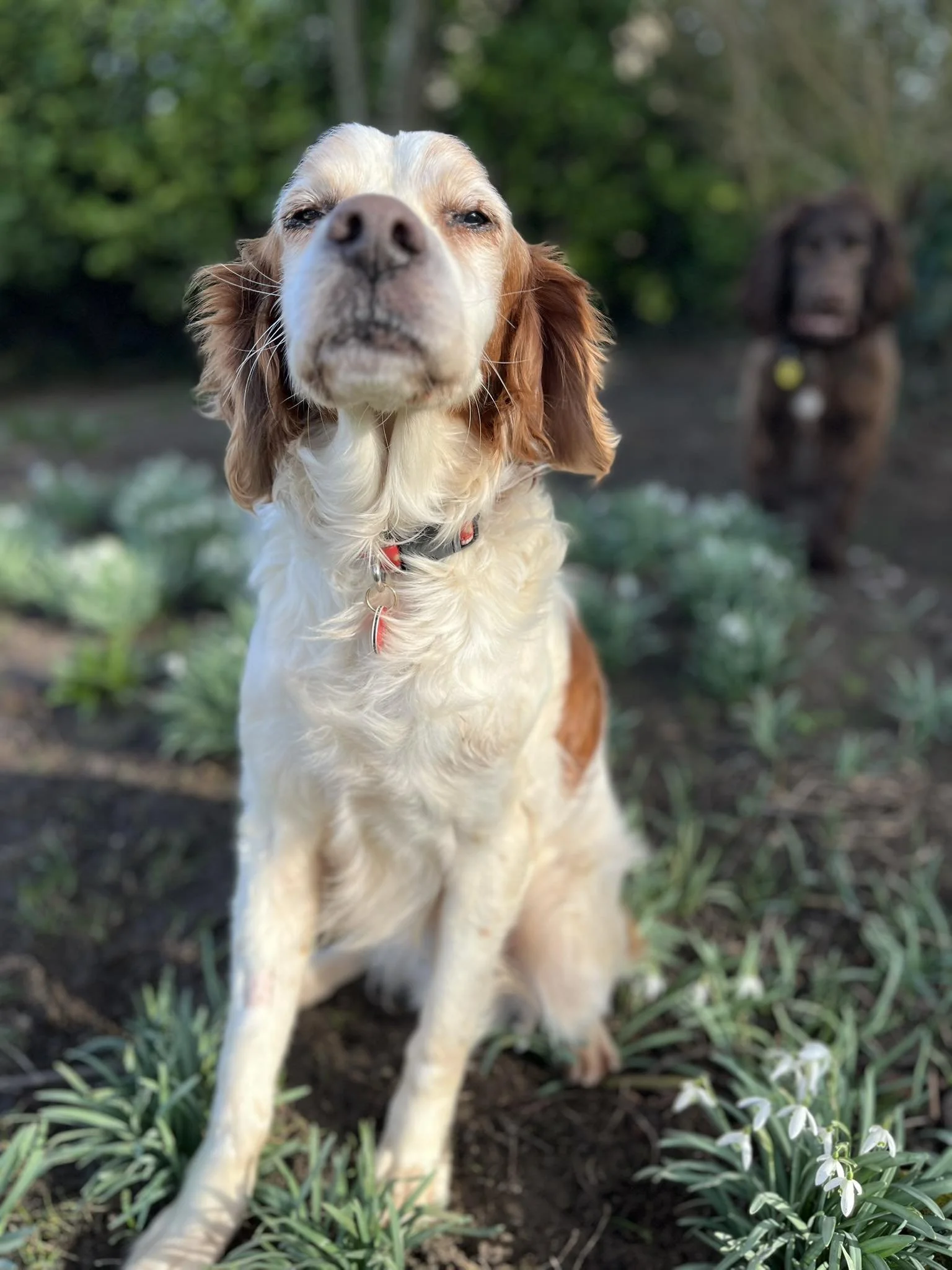 Brett 1610 Fosterer.jpg