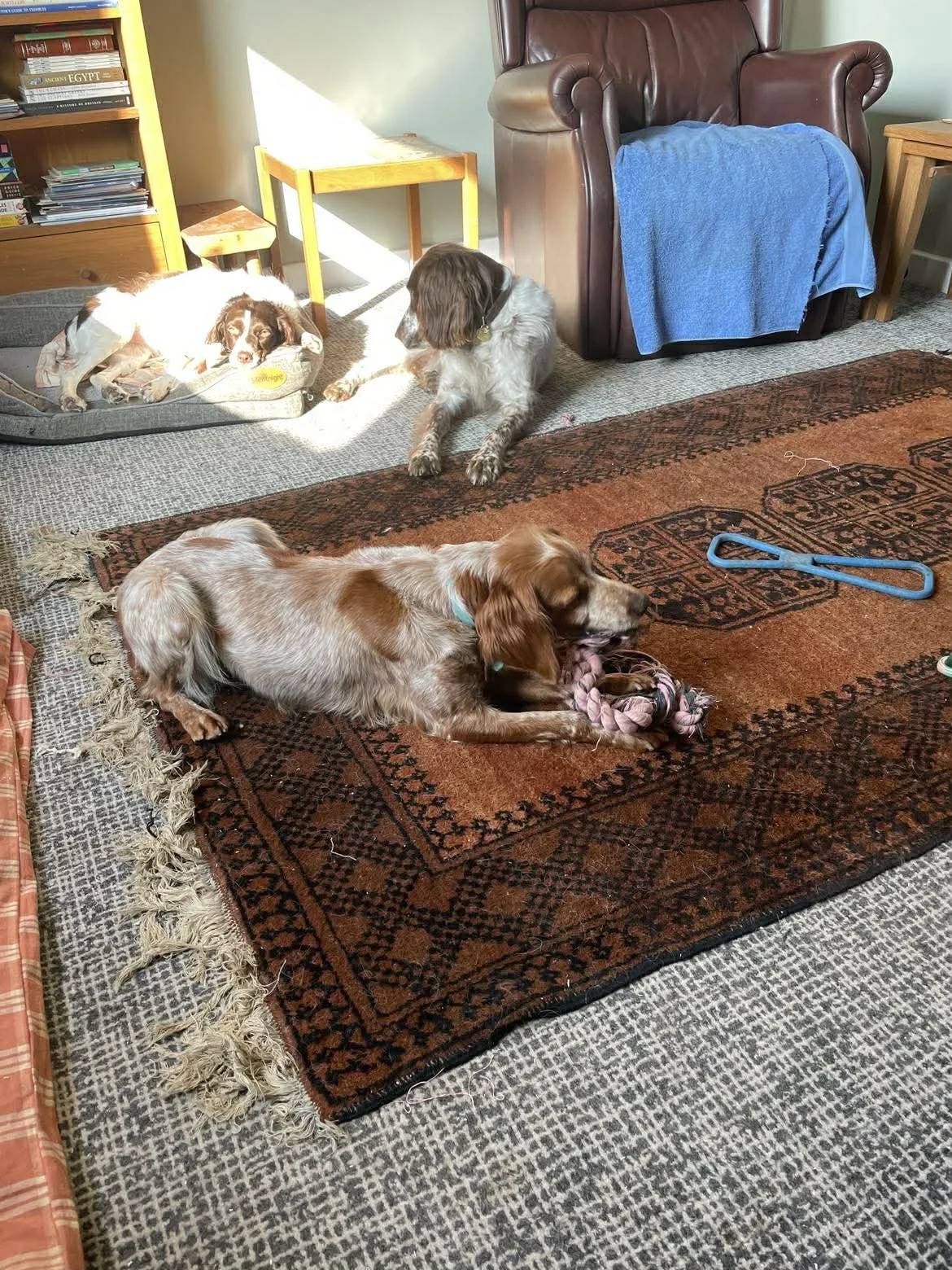 Bracken 1627 Fosterer 2.jpg