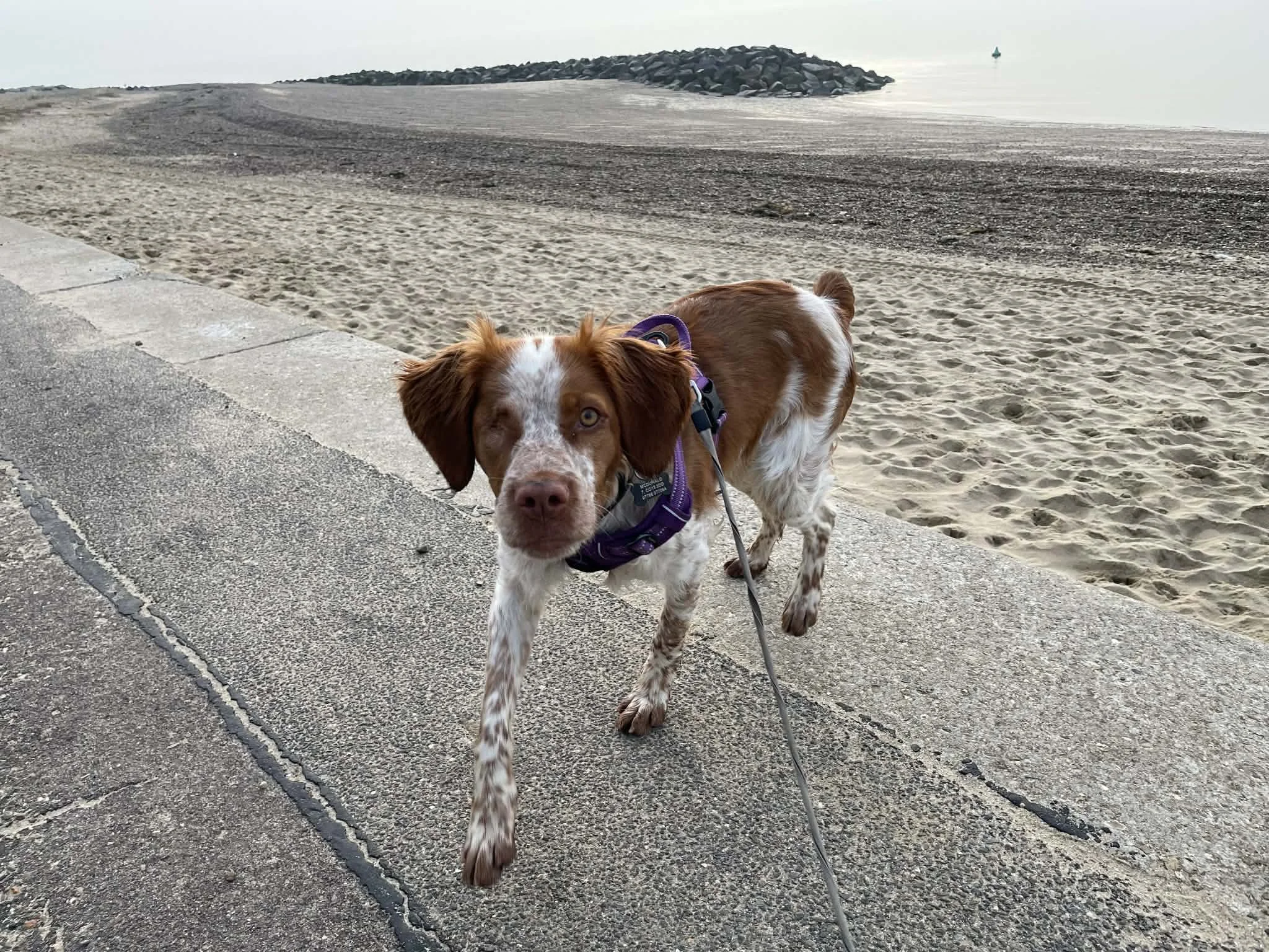 Peanut 1606 Fosterer 3.jpg