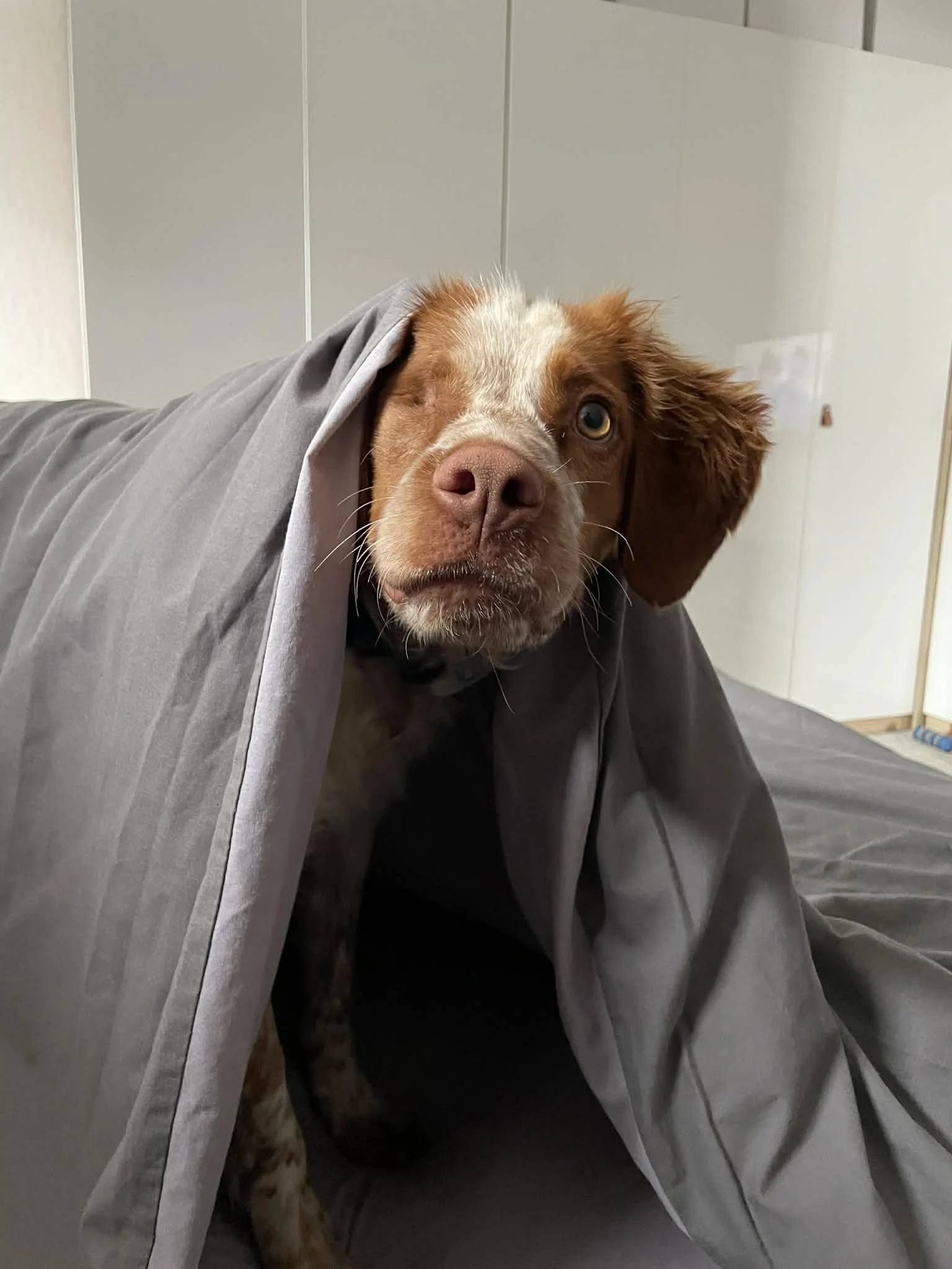 Peanut 1606 Fosterer 1.jpg