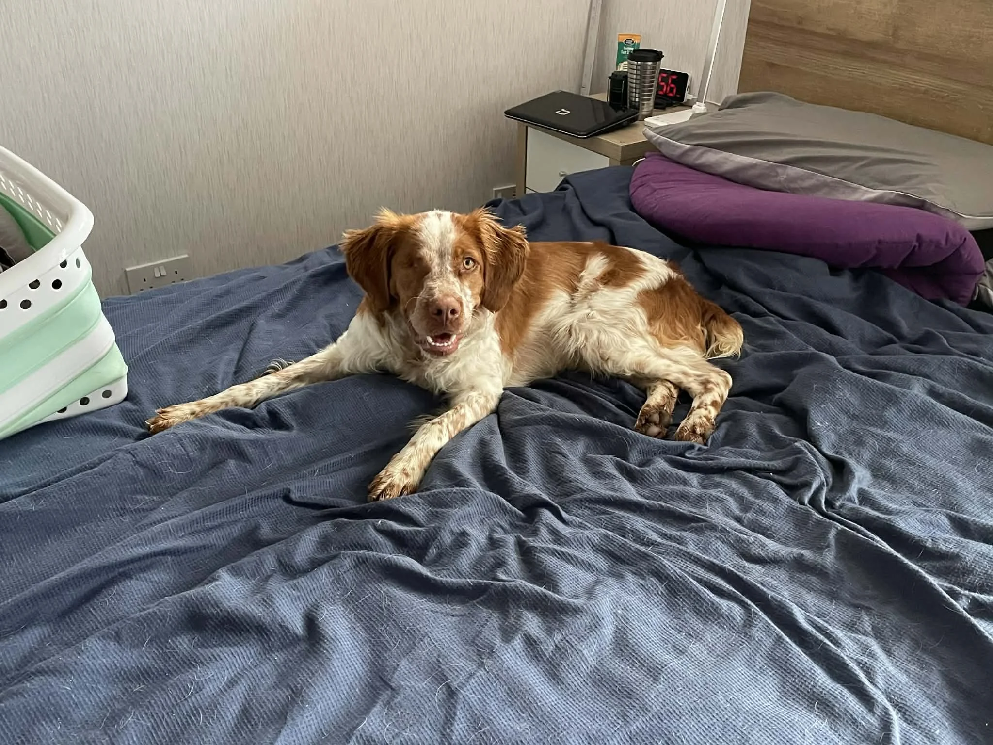 Peanut 1606 Fosterer.jpg