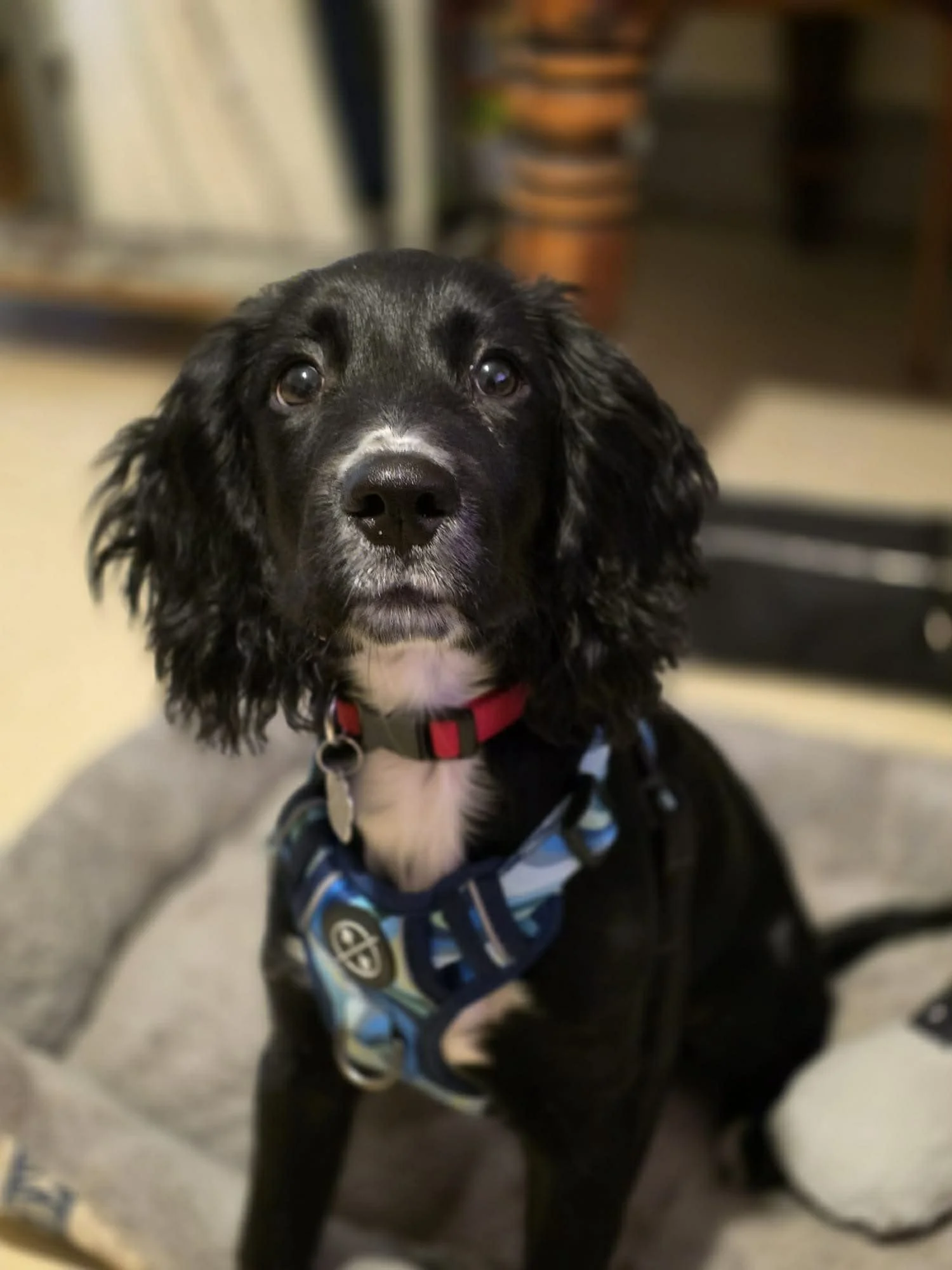 Max 1633 Fosterer 1.jpg