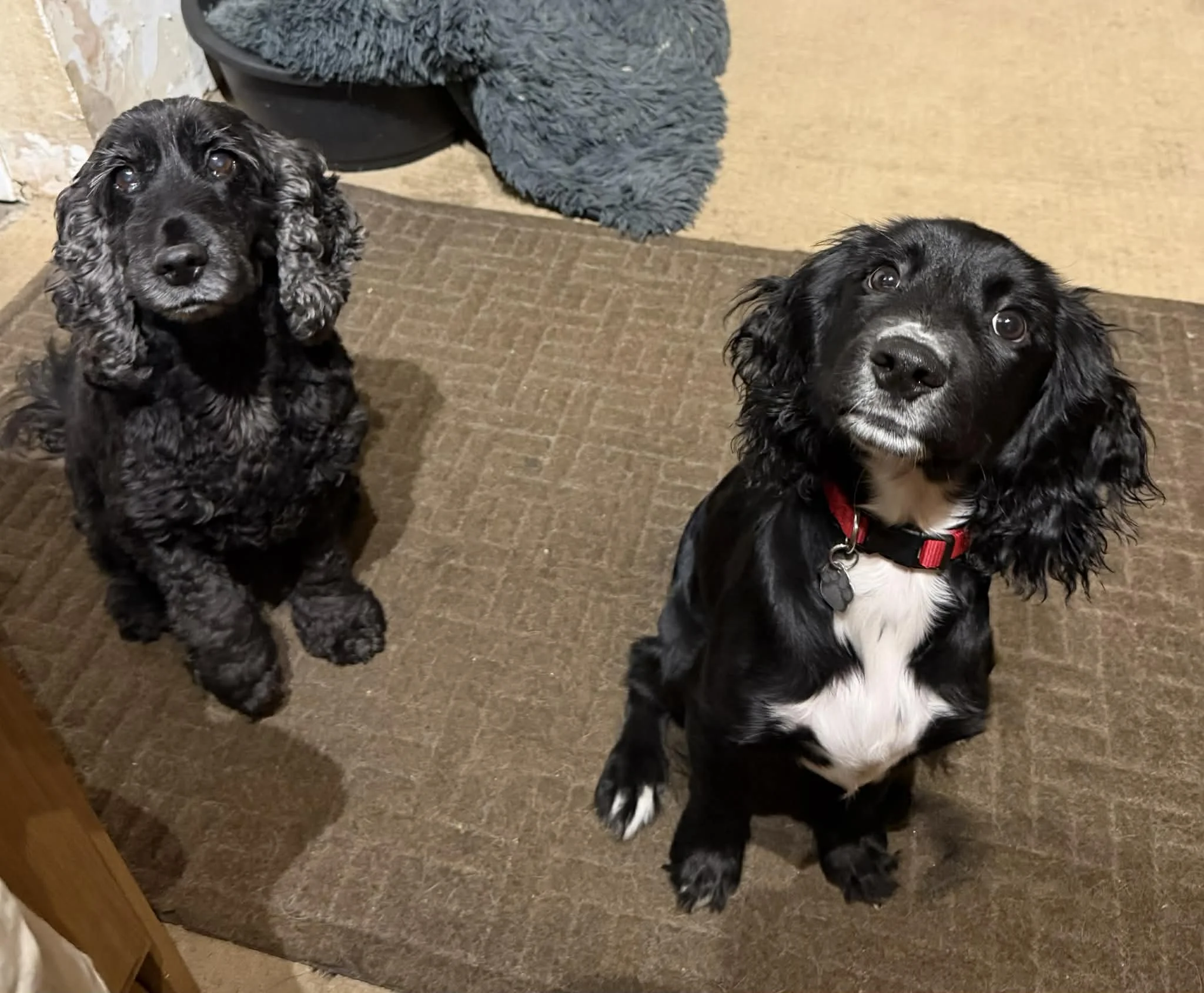 mAX 1633 Fosterer.jpg