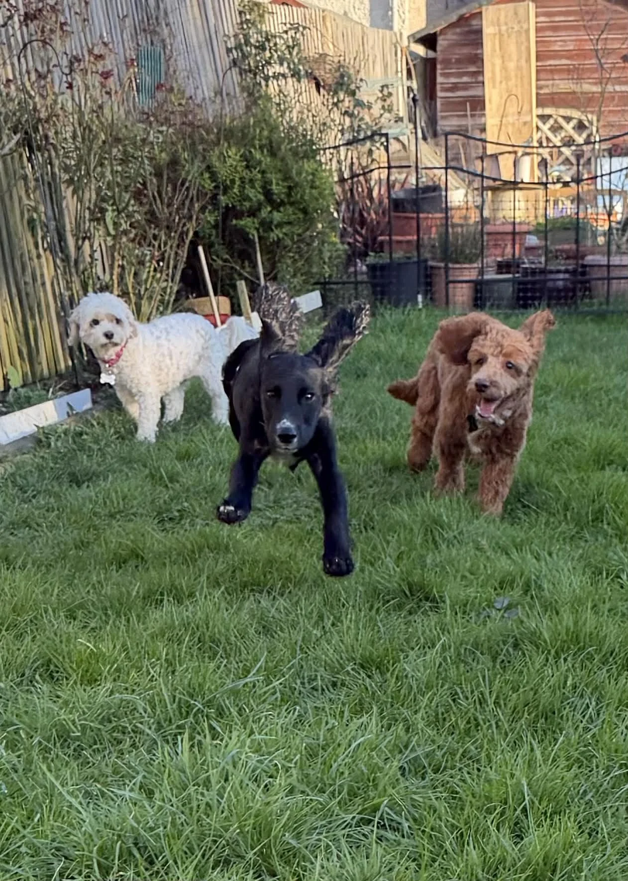 Max 1633 Fosterer 3.jpg