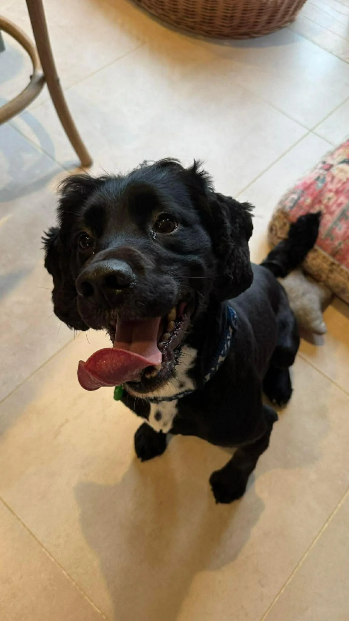 Milo 1623 Fosterer.jpg