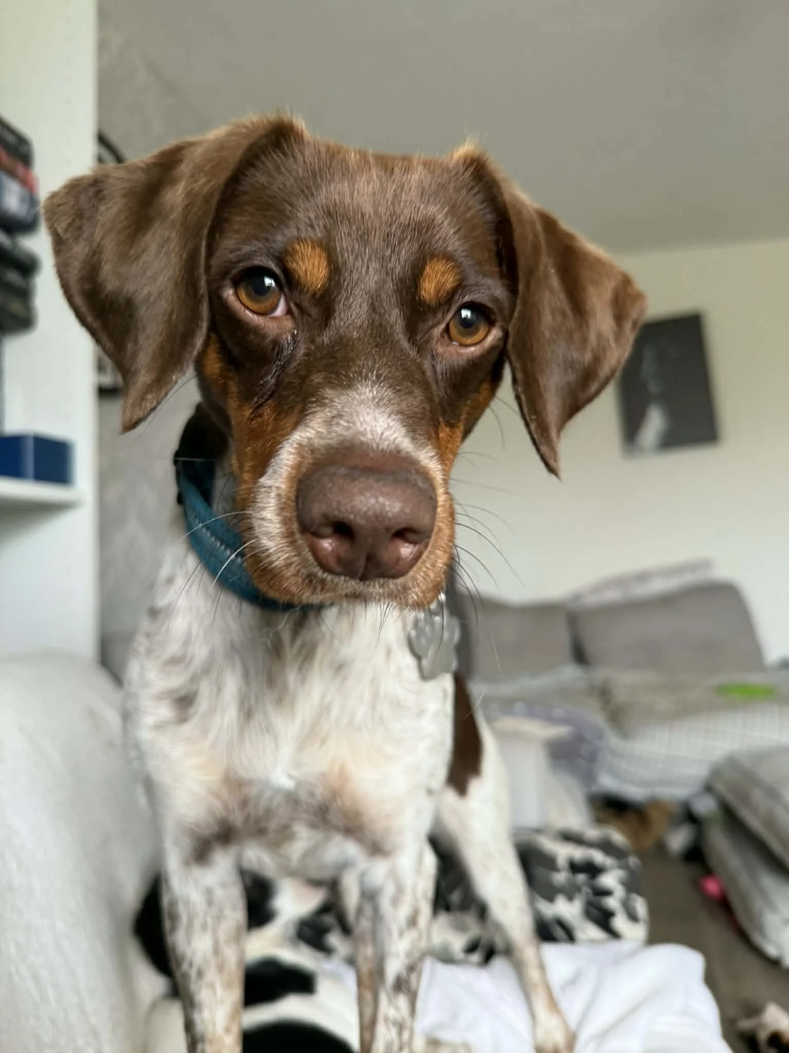 Lana 1630 Fosterer 1.jpg