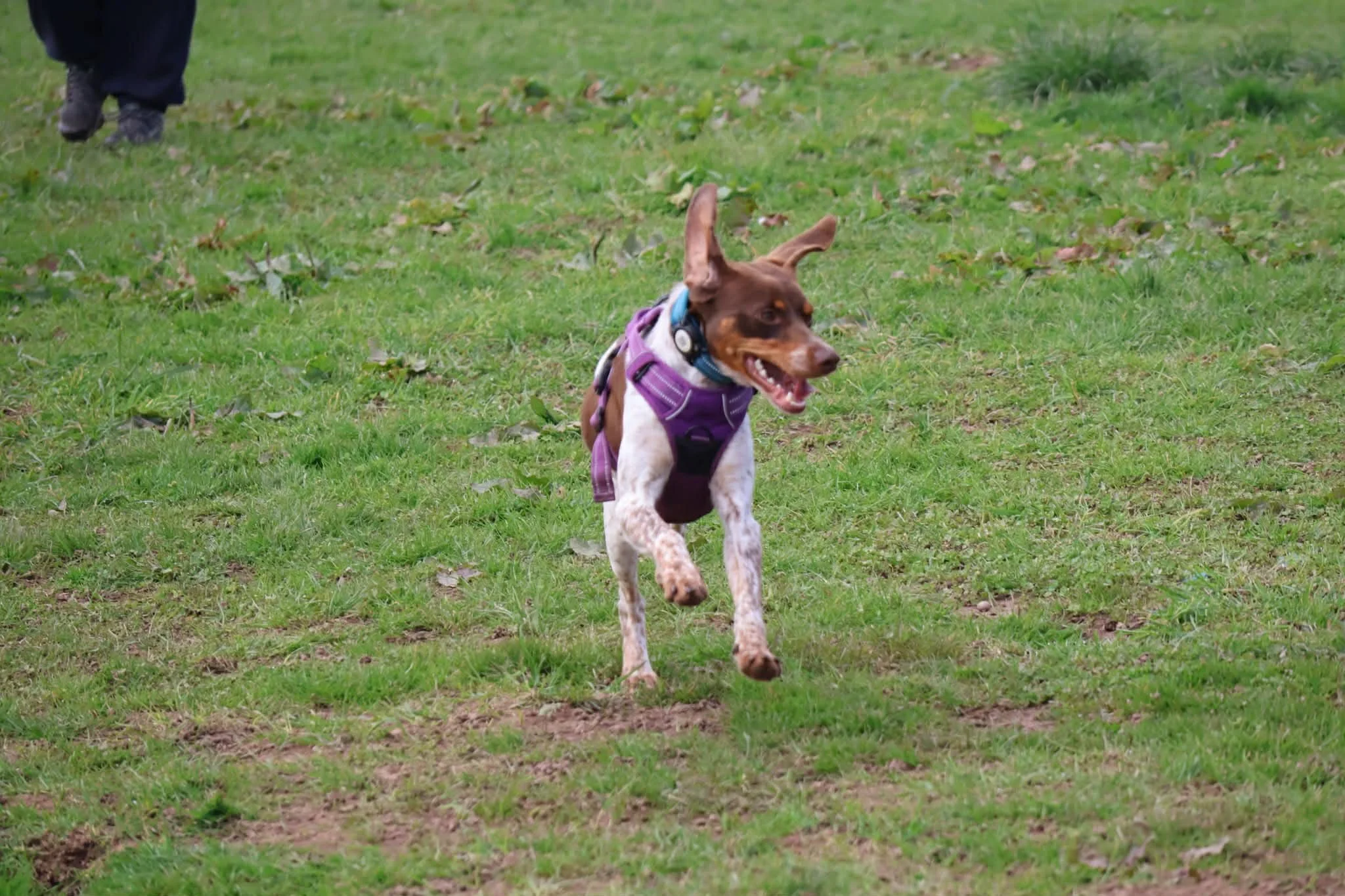 Lana 1630 Fosterer 2.jpg