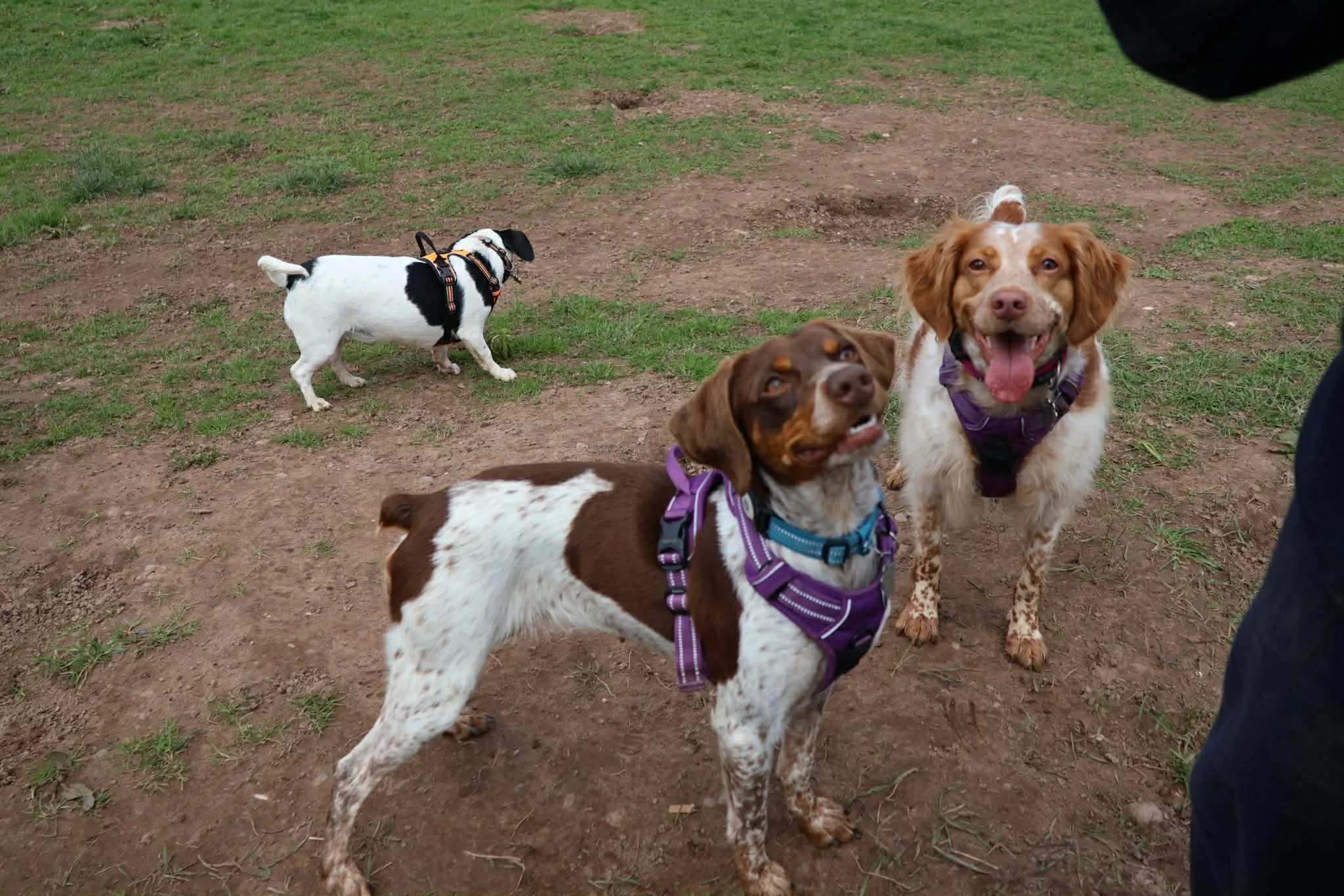 Lana 1630 Fosterer.jpg