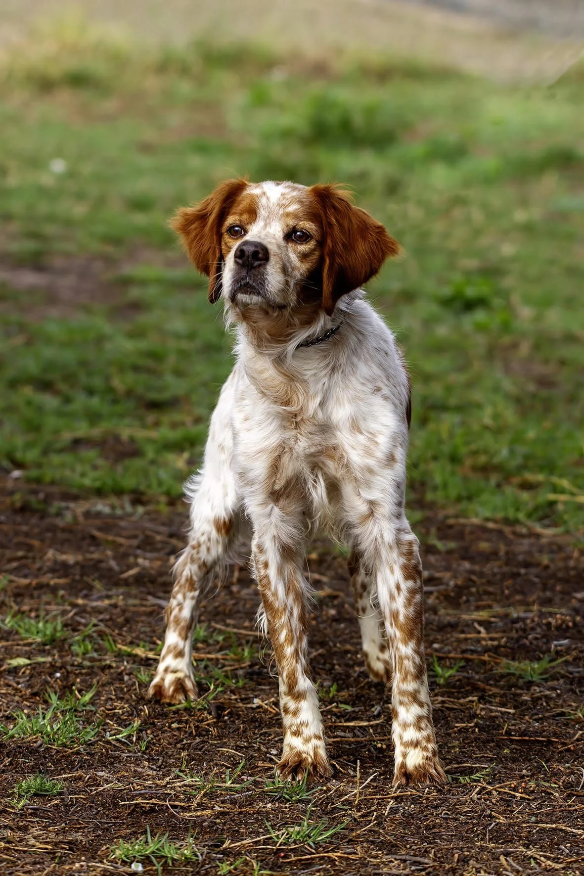 Canelo 1638 Spain.jpg