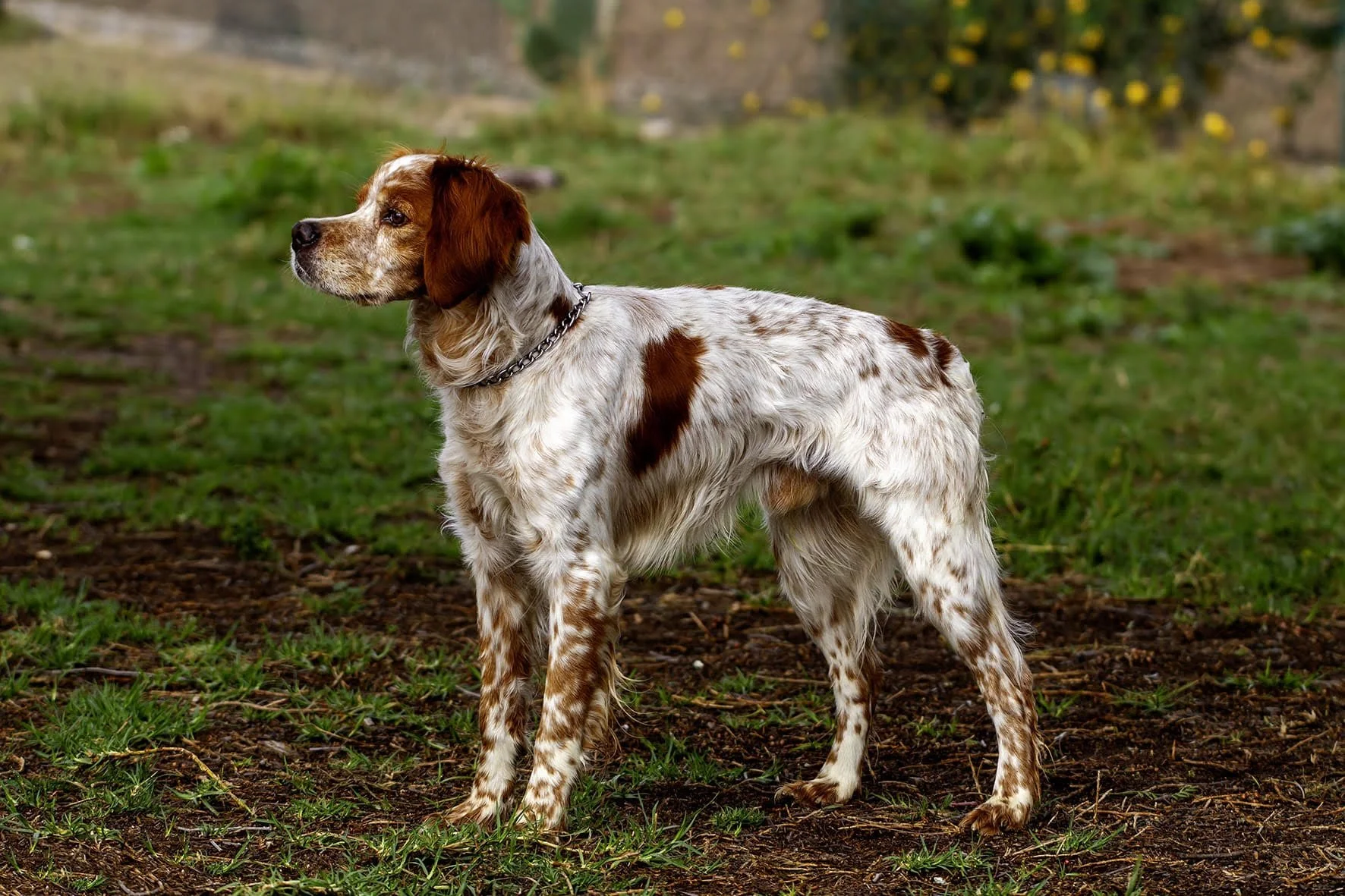 Canelo 1638 Spain 1.jpg