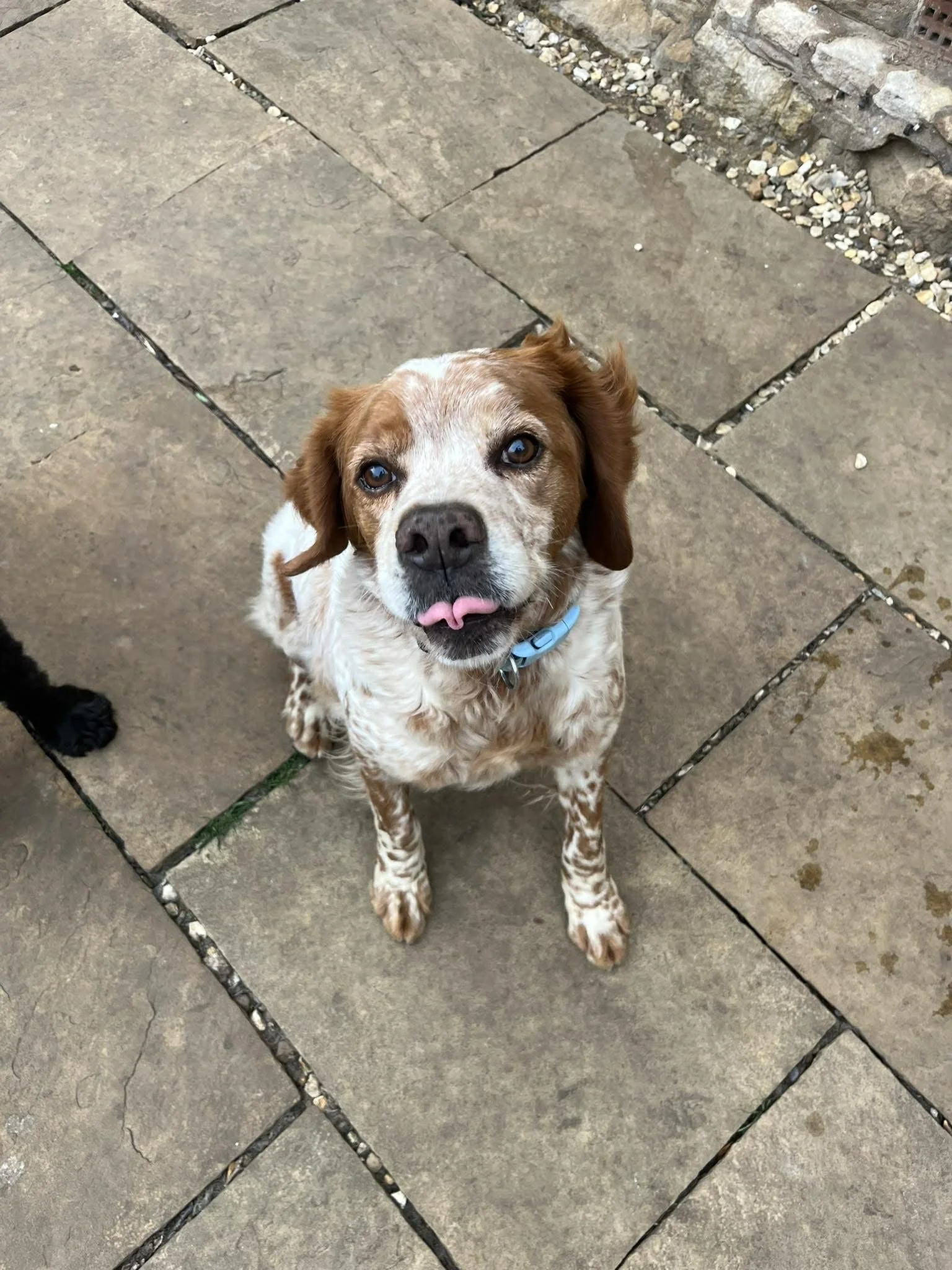 Canelo 1638 Fosterer.jpg