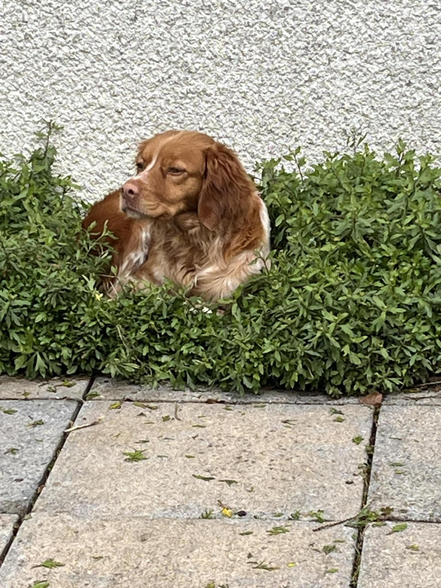 Paloma 1629 Fosterer 3.jpg