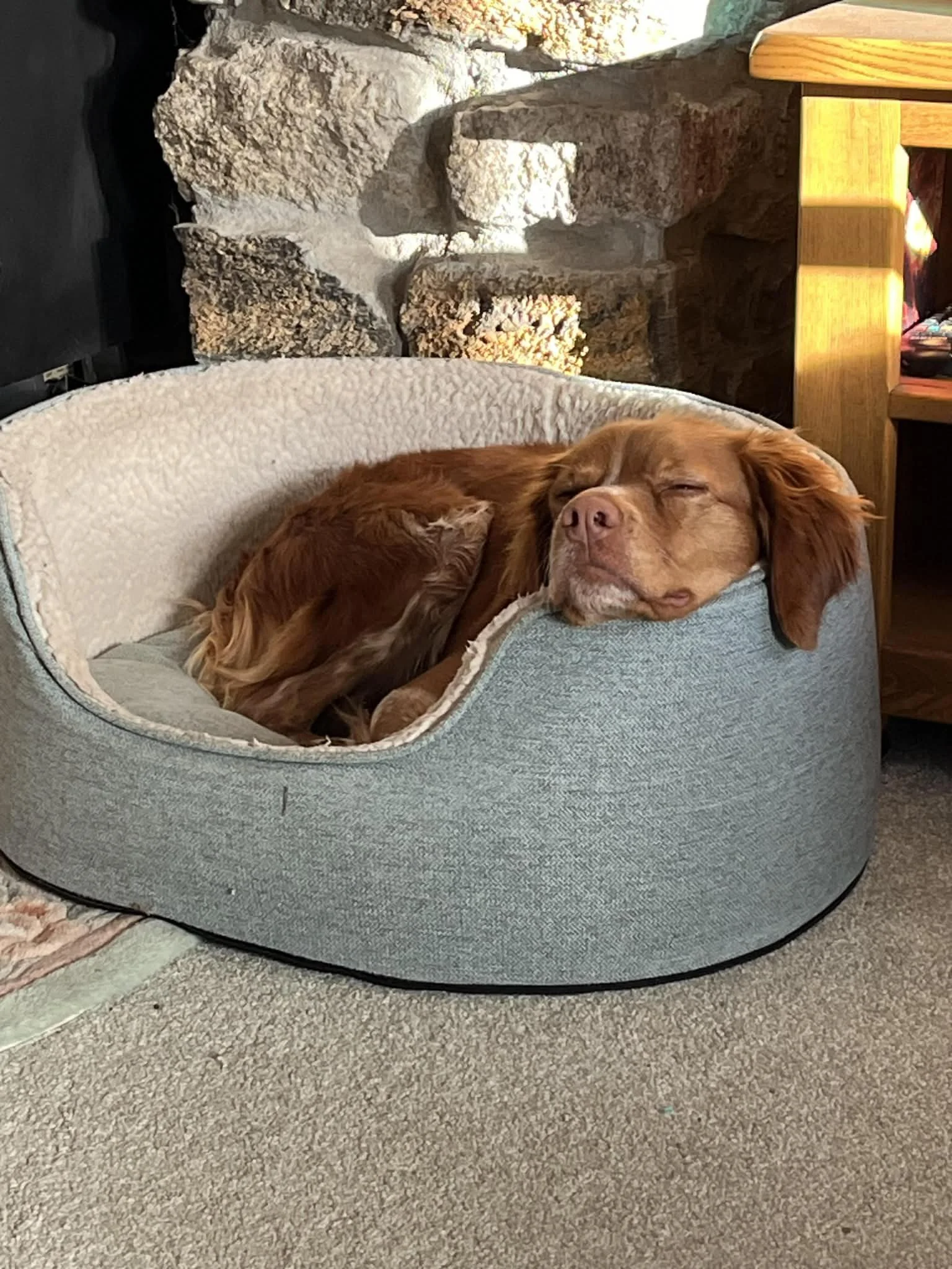 Paloma 1629 Fosterer 2.jpg