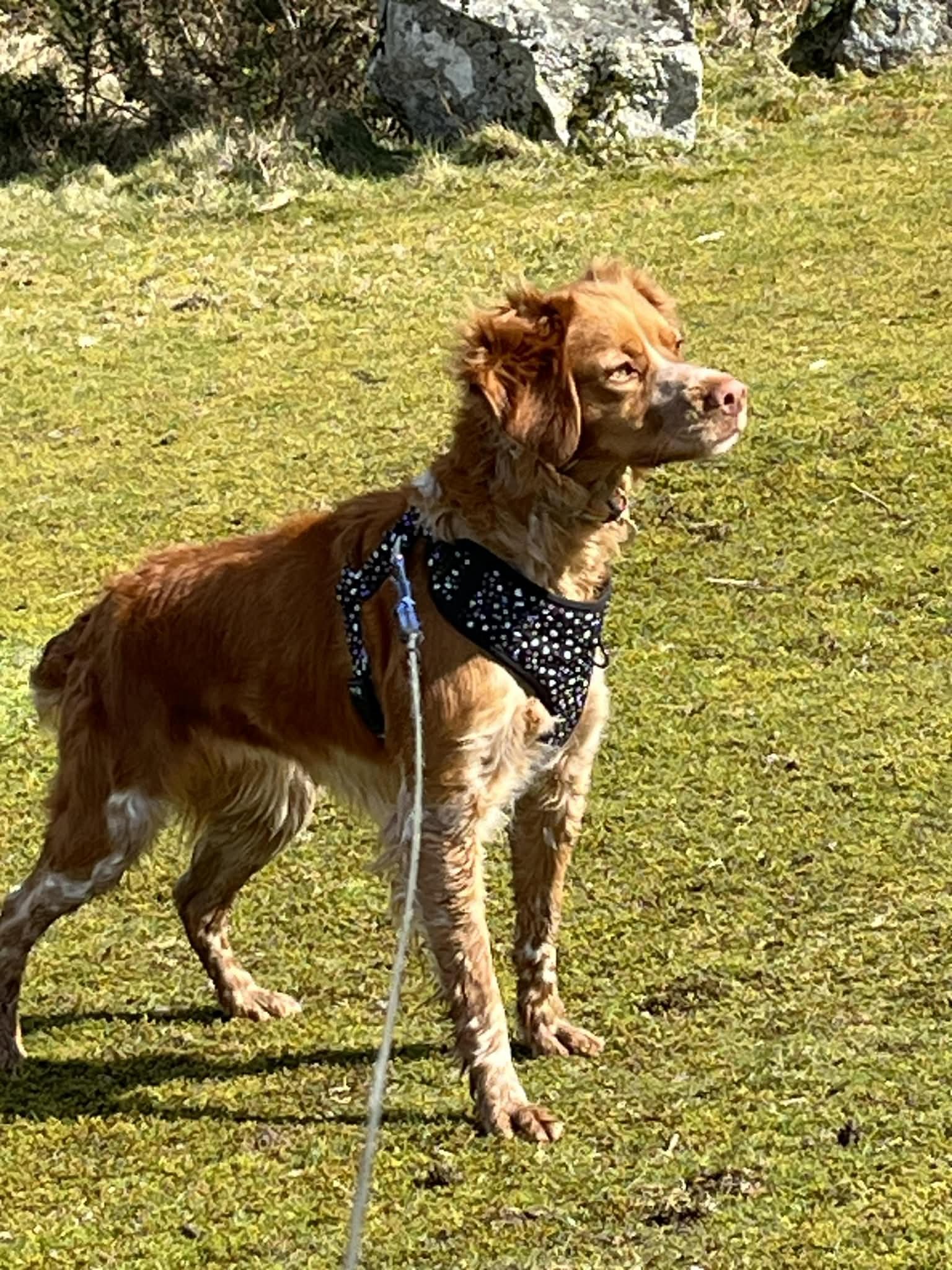 Paloma 1629 Fosterer 1.jpg