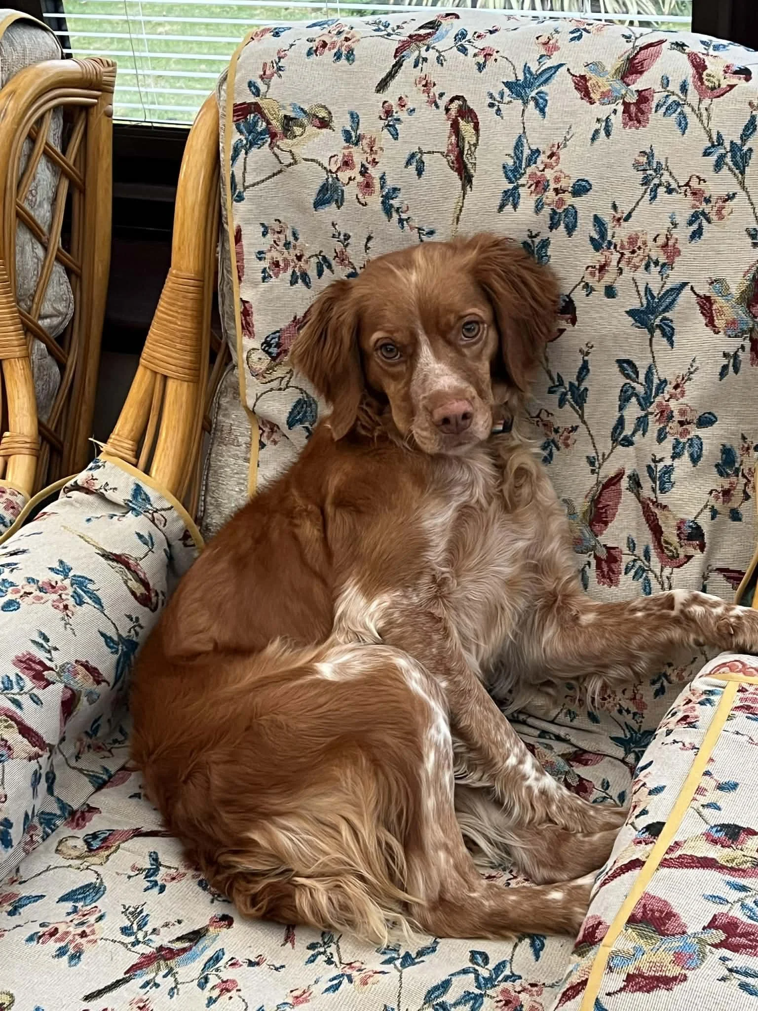 Paloma 1629 Fosterer.jpg