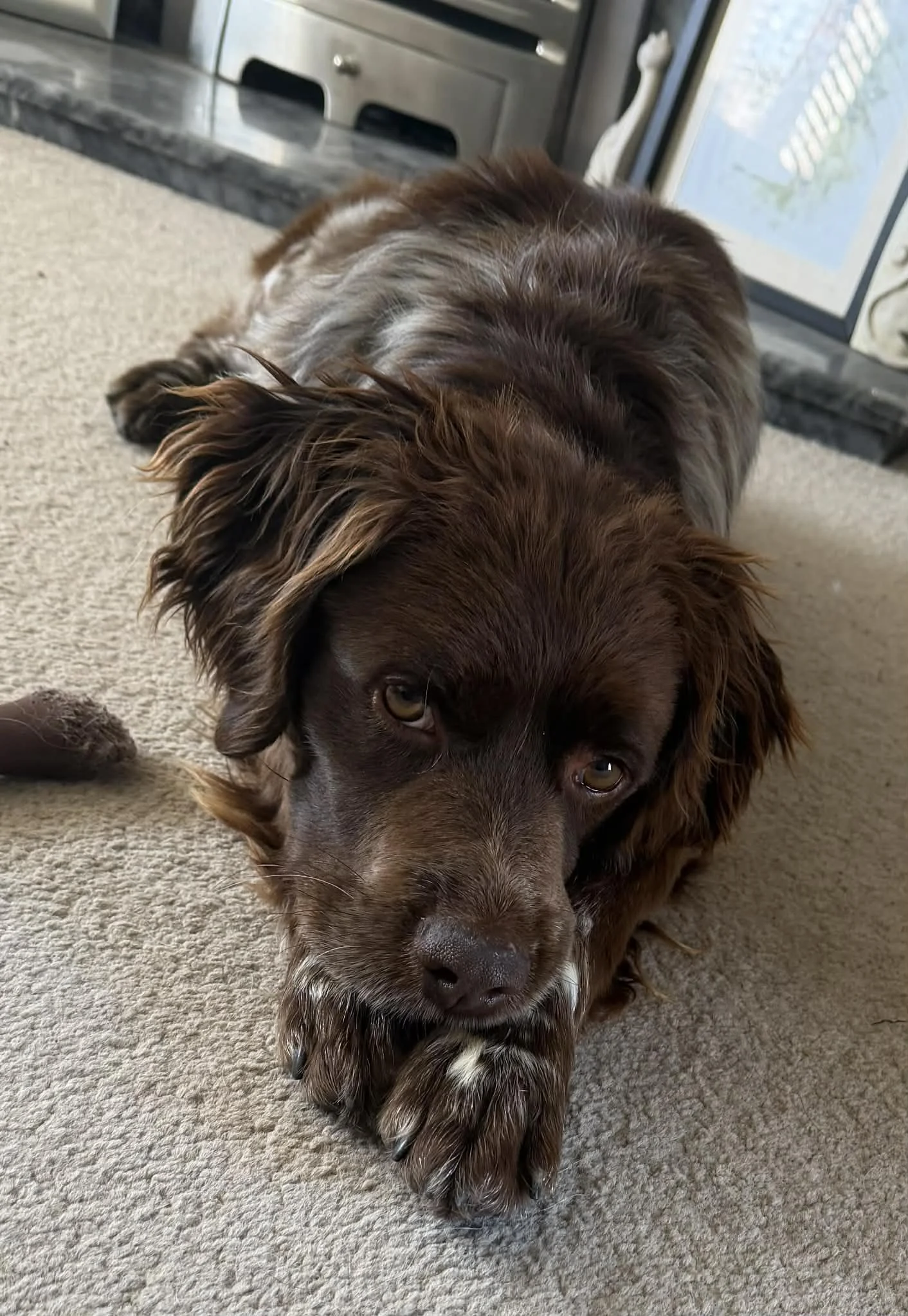 Ollie 1634 Fosterer 2.jpg