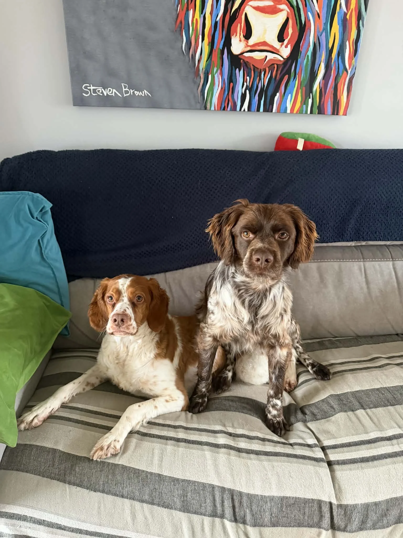 Ollie 1634 Fosterer 1.jpg