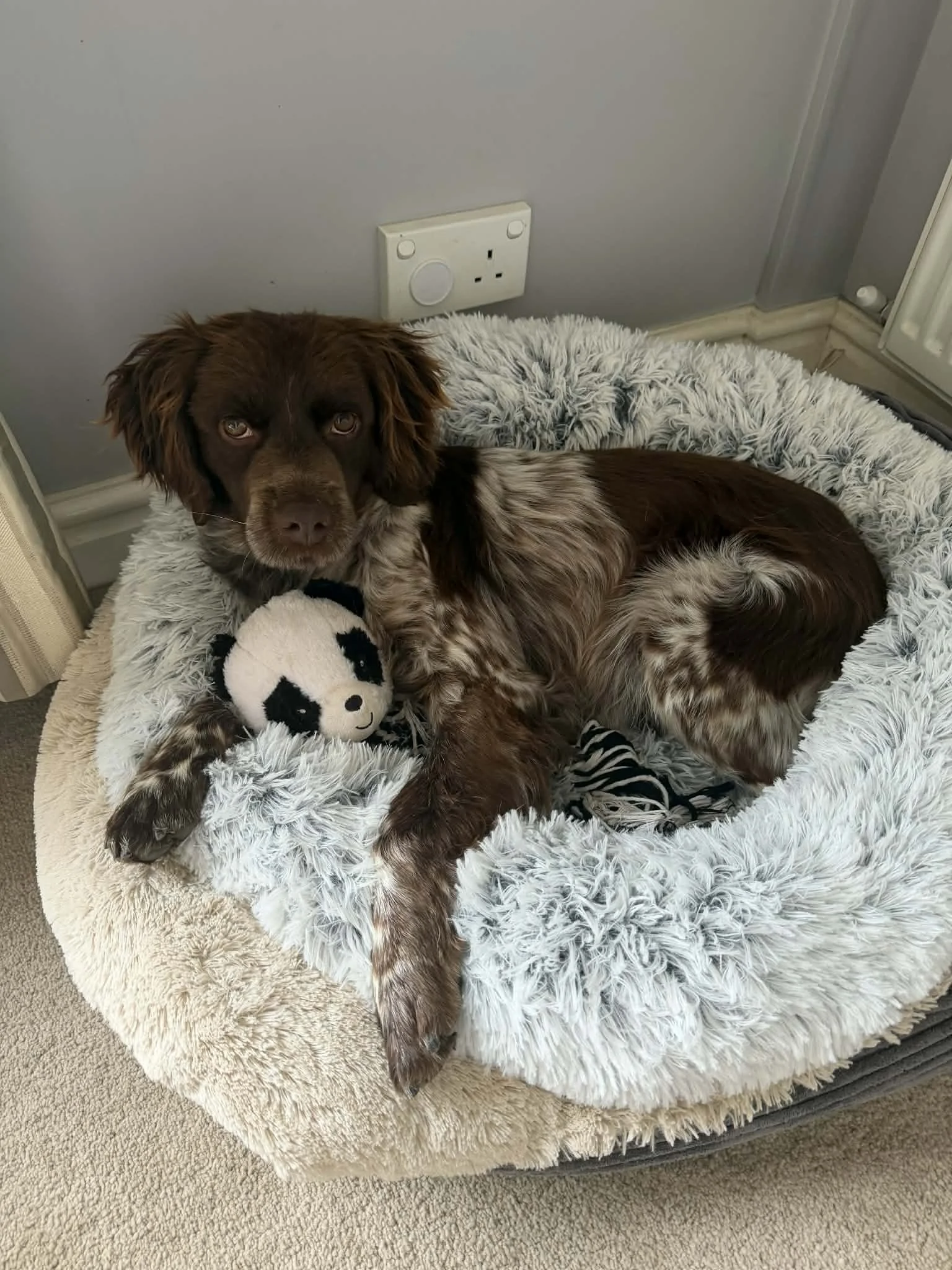 Ollie 1634 Fosterer.jpg