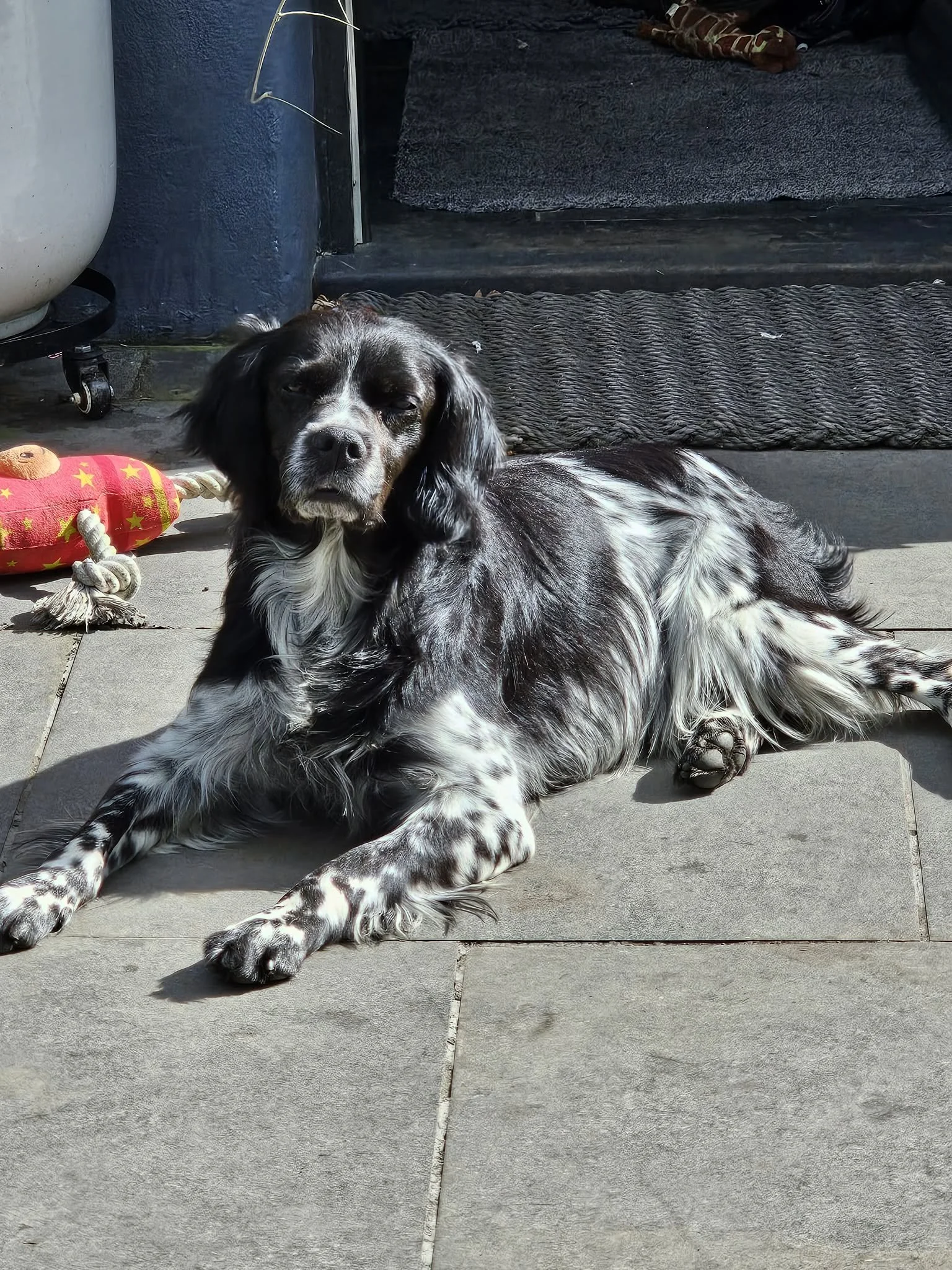 Golfo 1629 Fosterer 3.jpg