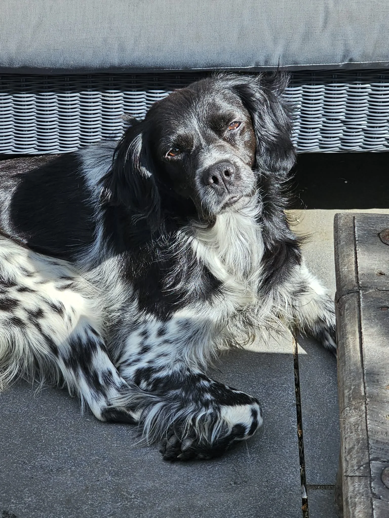 Golfo 1629 Fosterer 2.jpg