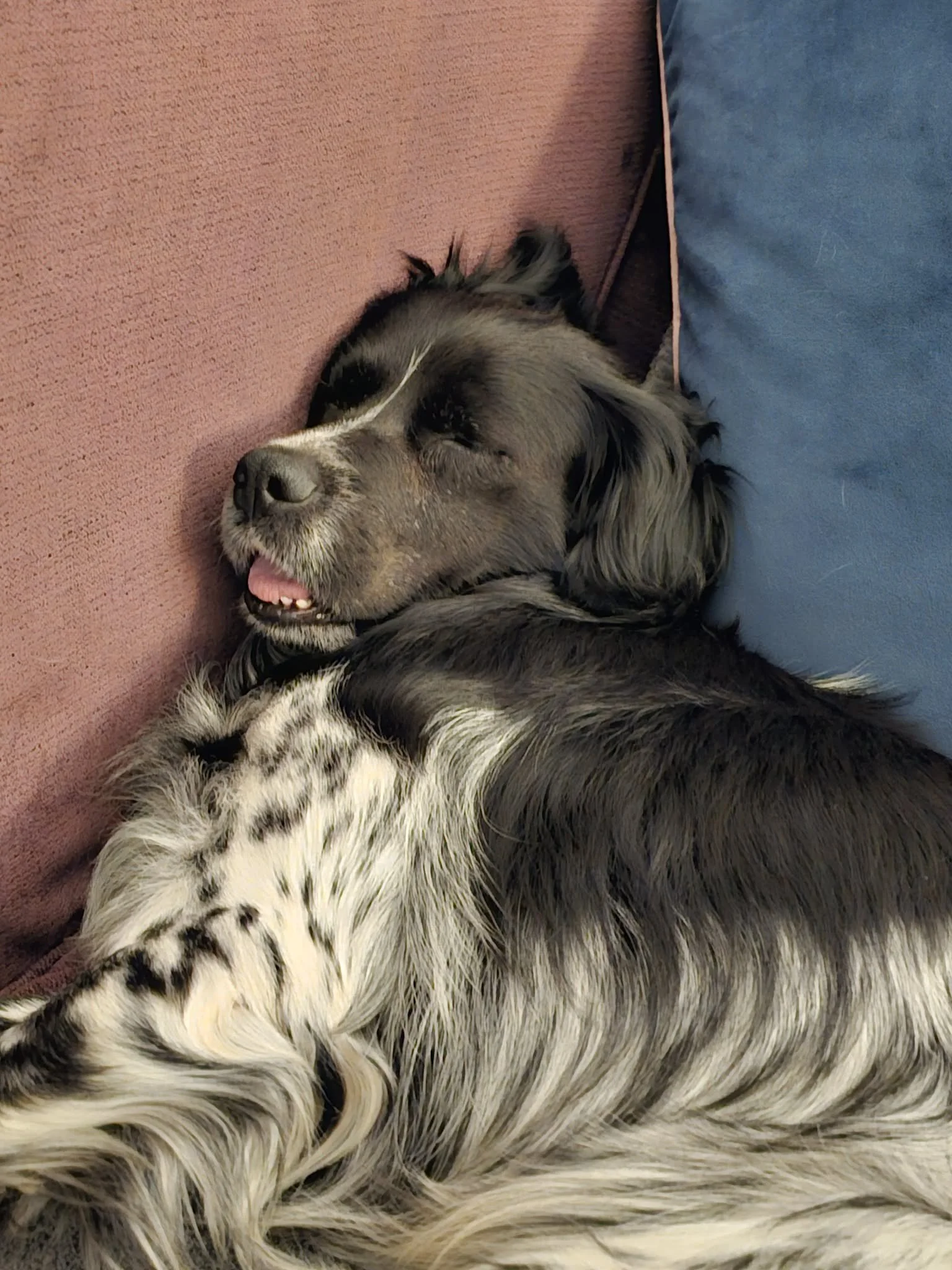 Golfo 1629 Fosterer 1.jpg