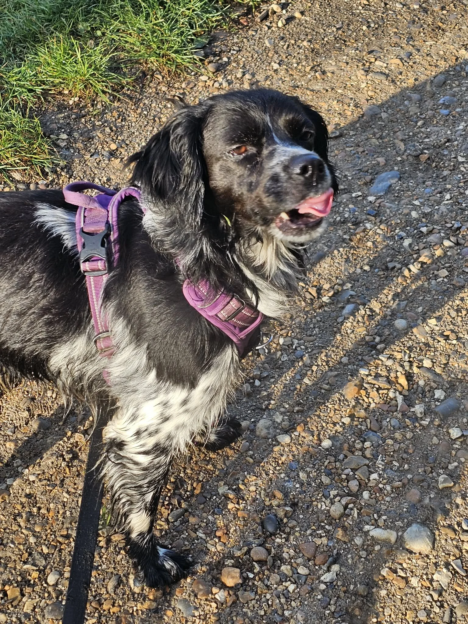 Golfo 1629 Fosterer.jpg