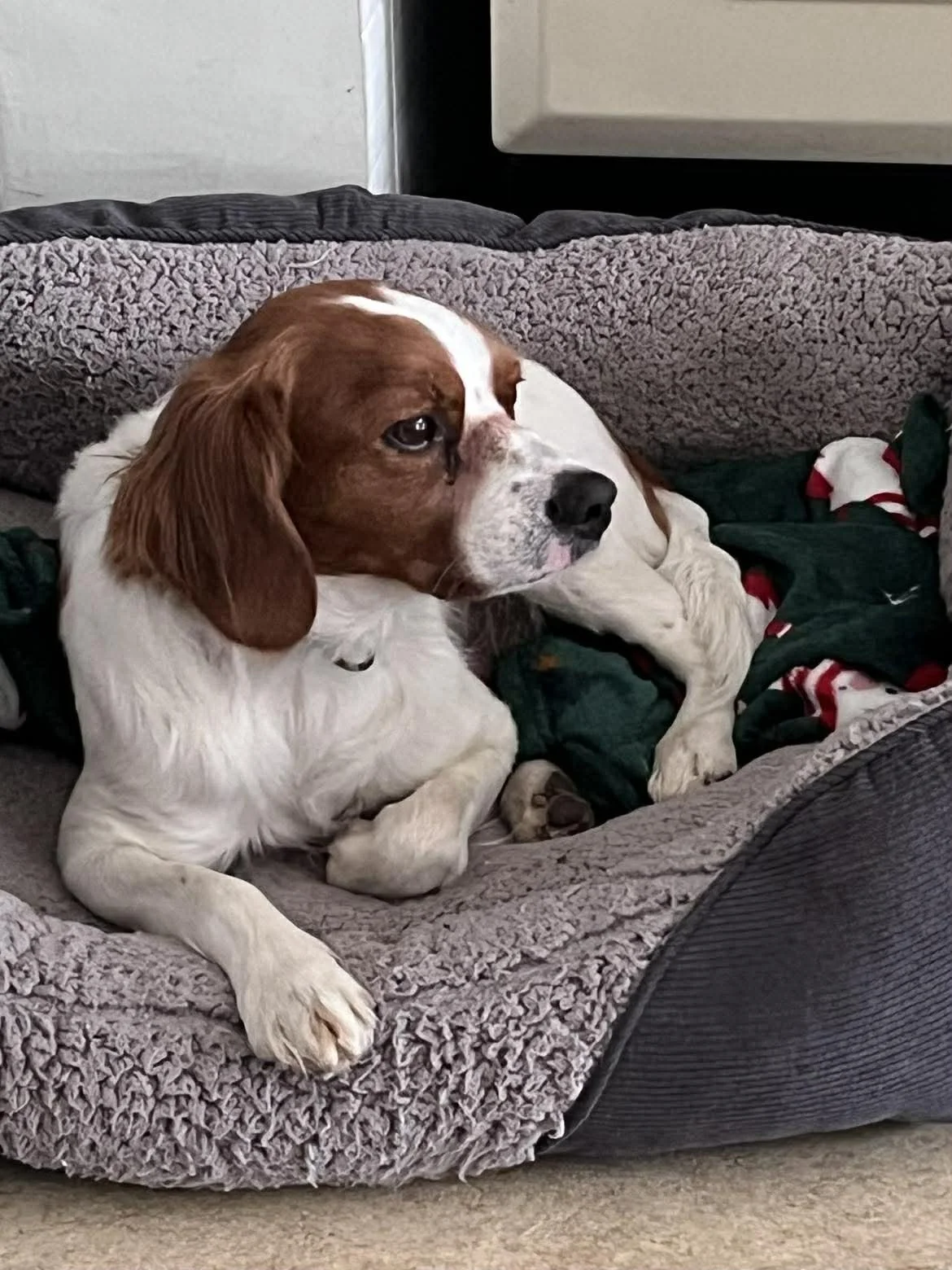 Filbert Louis Fosterer 2.jpg