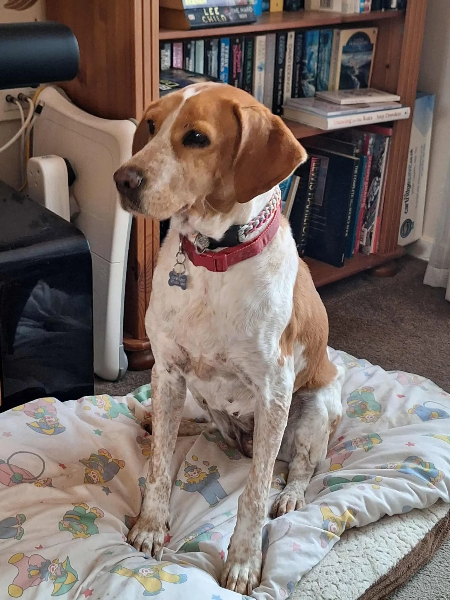 Cherry 1573 Fosterer.jpg