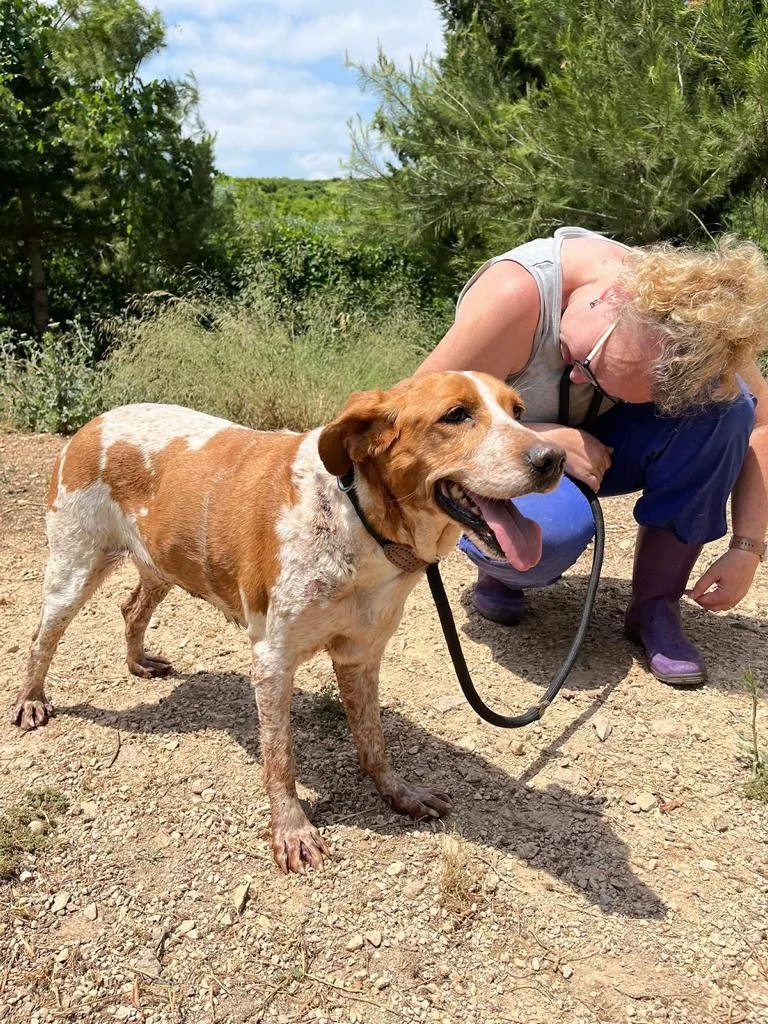 Cherry 1573 Perrera.jpg