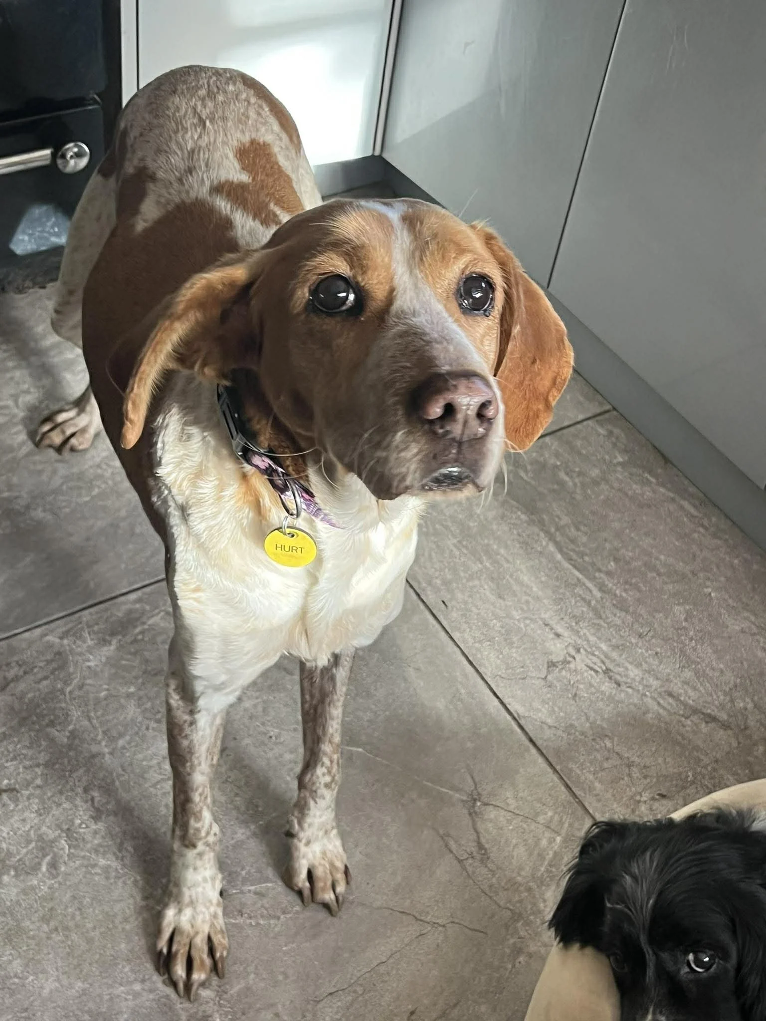 Cherry 1573 Fosterer L.jpg