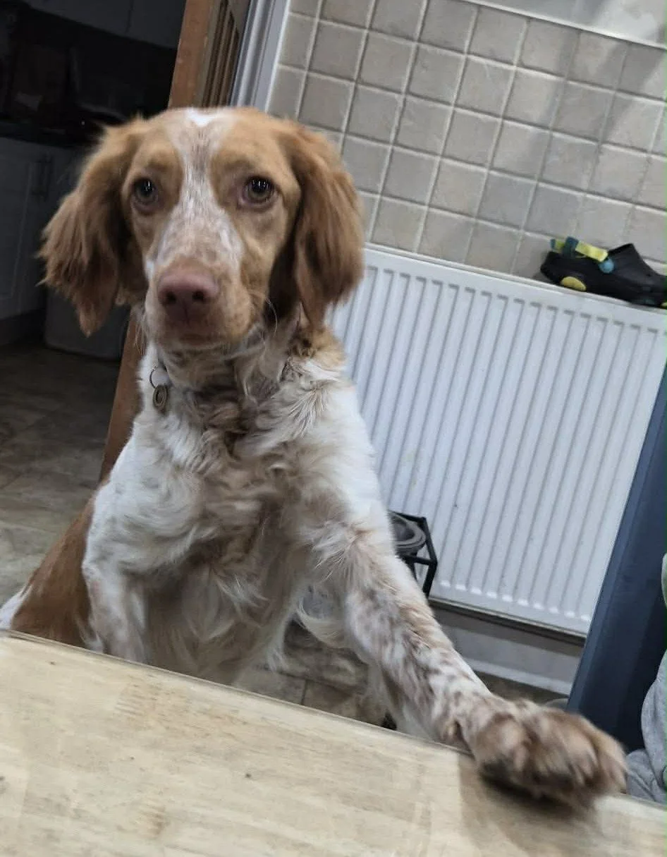 Carly 1628 Fosterer.jpg