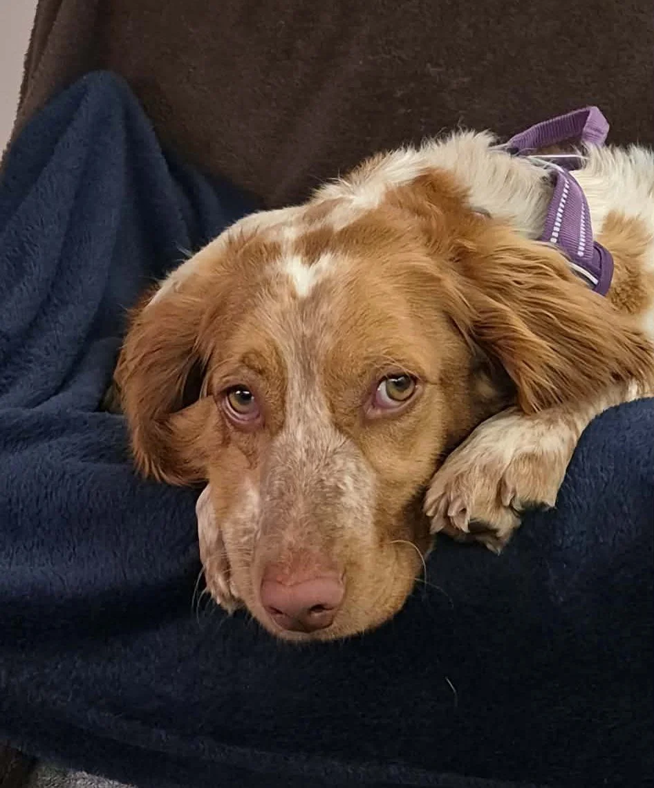 Carly 1628 Fosterer 3.jpg