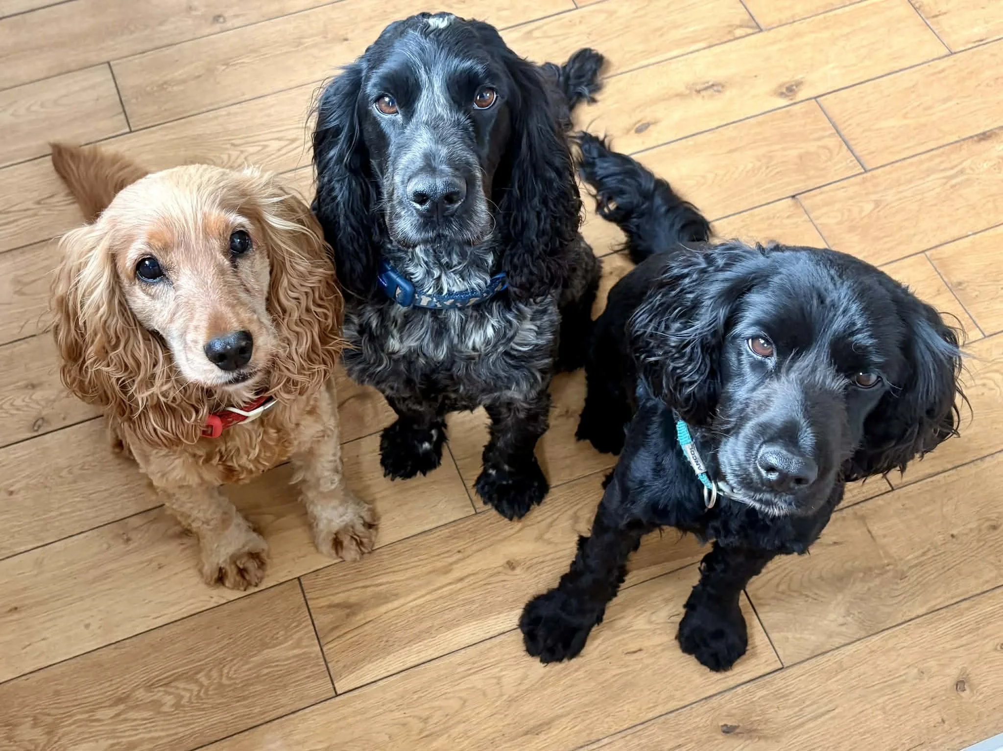 Kyra 1621 Fosterer.jpg