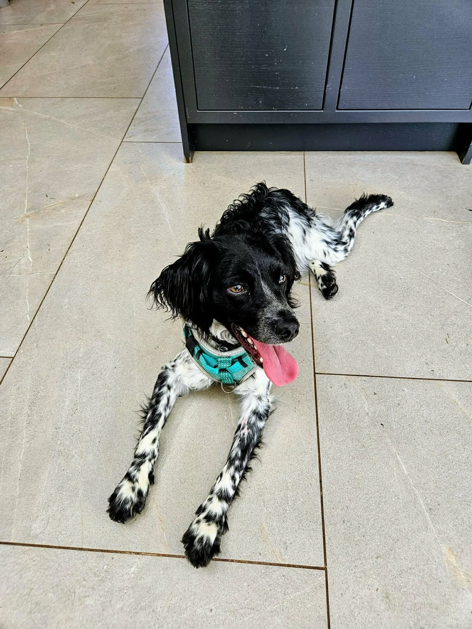 Moose, a 1 year old male Brittany available for adoption from Save Our Spaniels in Lincolnshire