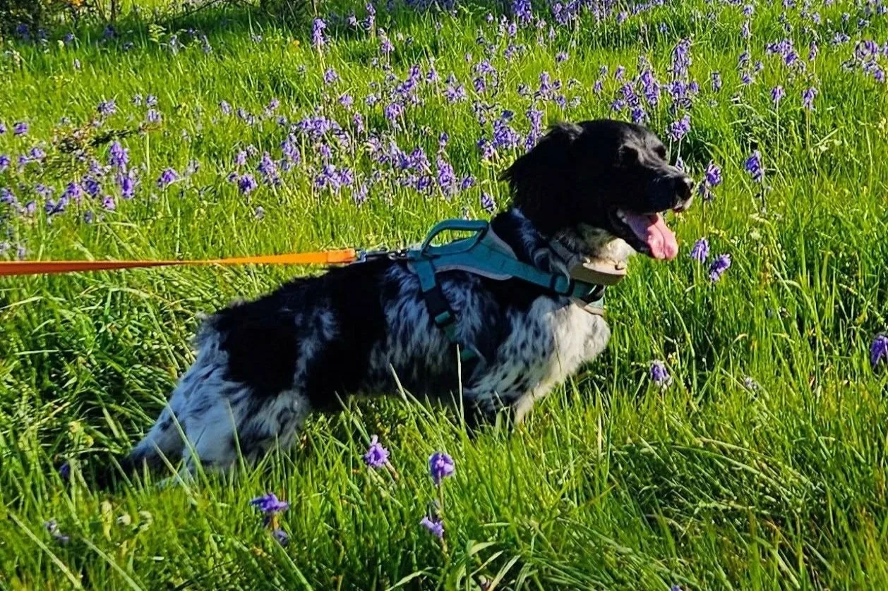 Moose+1644+Fosterer+4.jpg