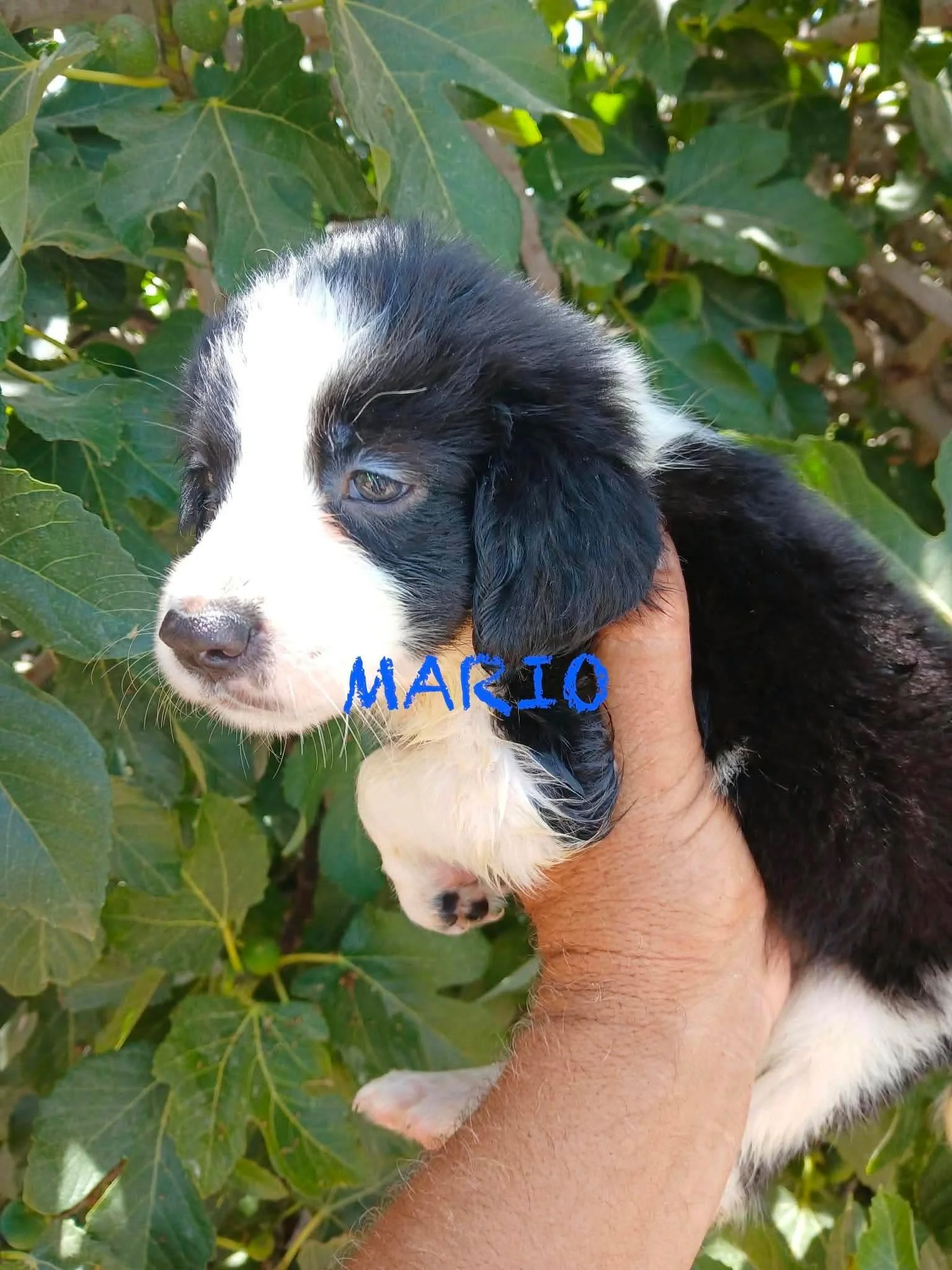 Mario Pup 1668.jpg
