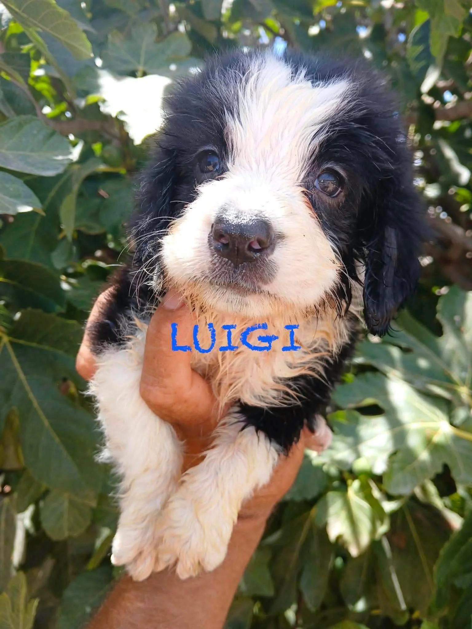 Luigi Pup 1669.jpg
