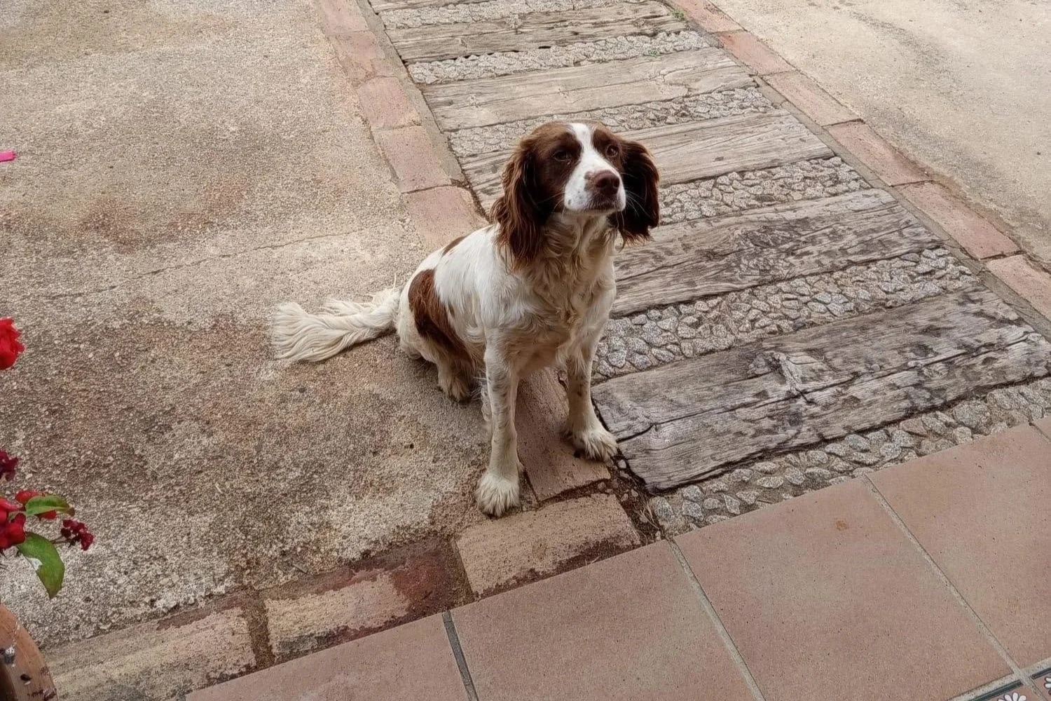 Daisy+1654.jpg