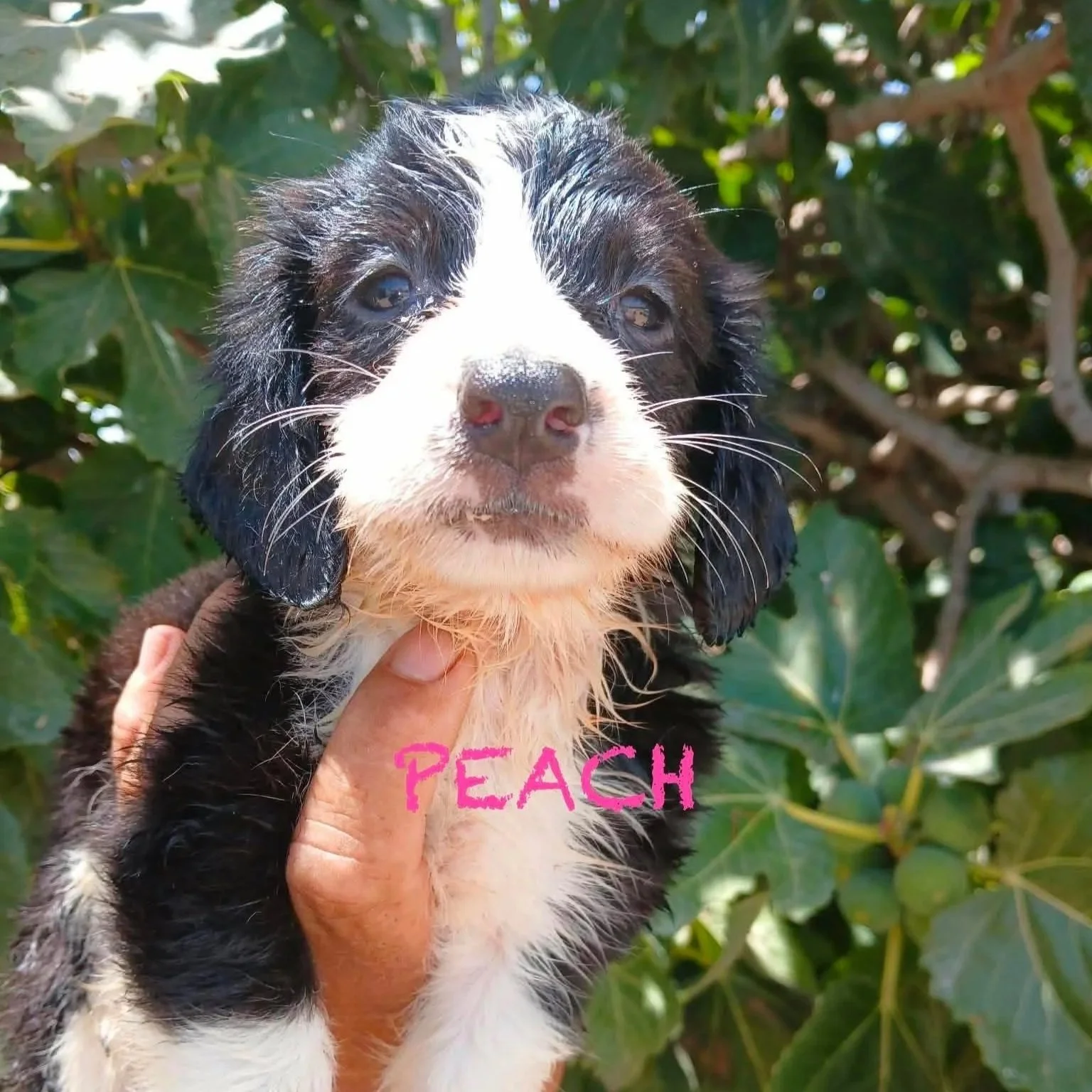 Peach+Pup+1666.jpg