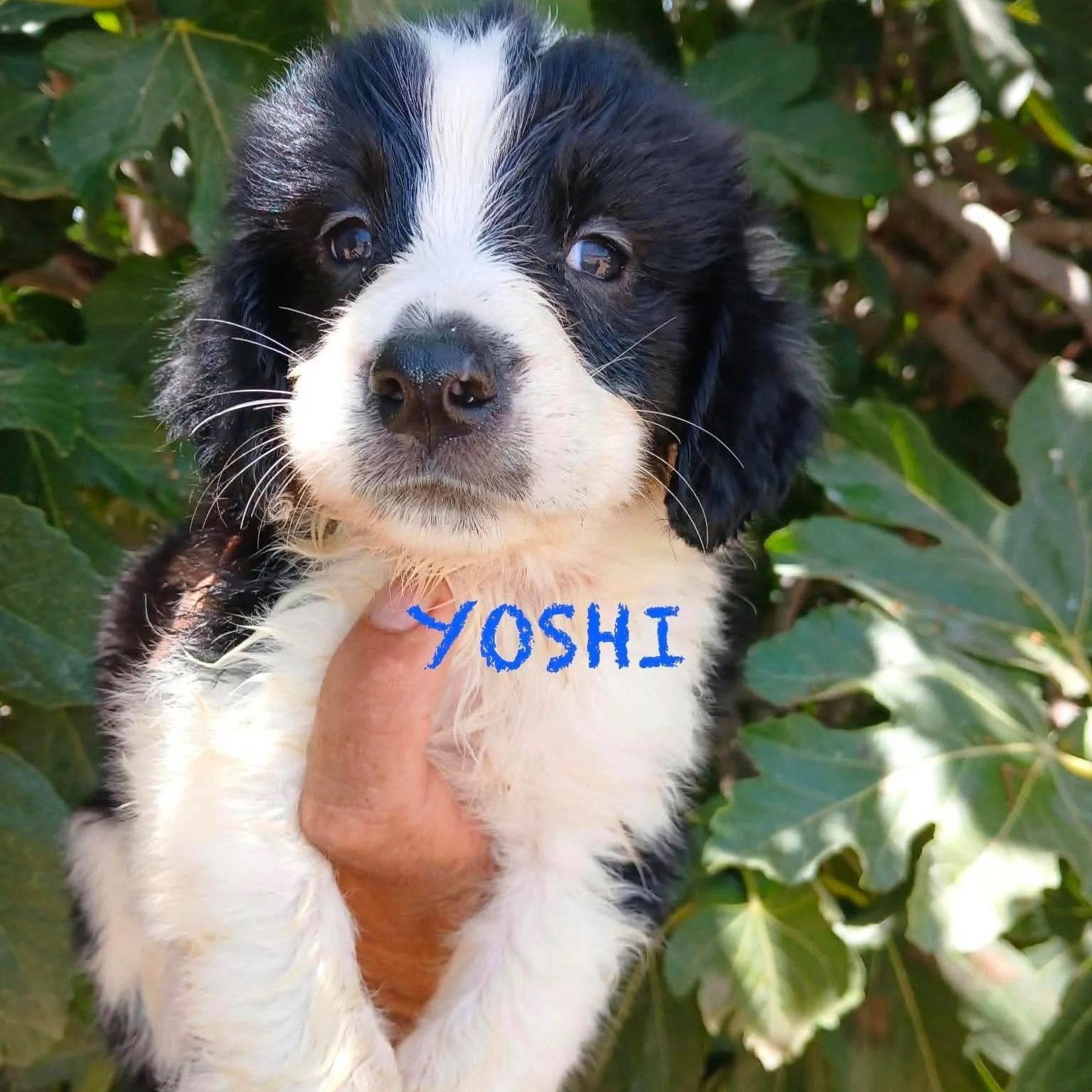Yoshi+1670.jpg