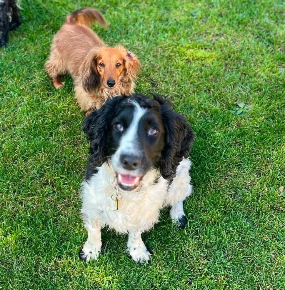 Bosco+1652+Fosterer.jpg