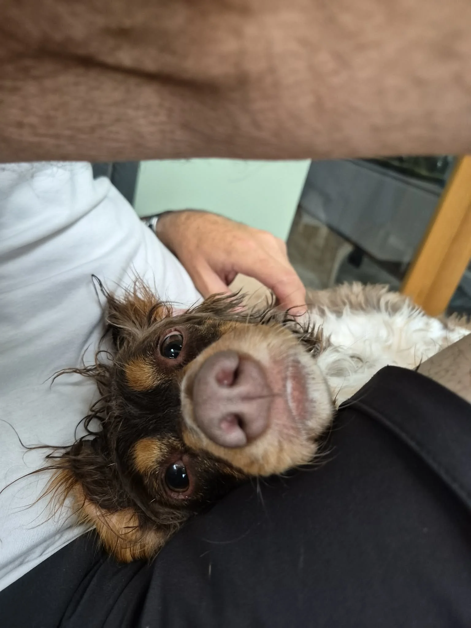 Isla Pup Fosterer 3.jpg