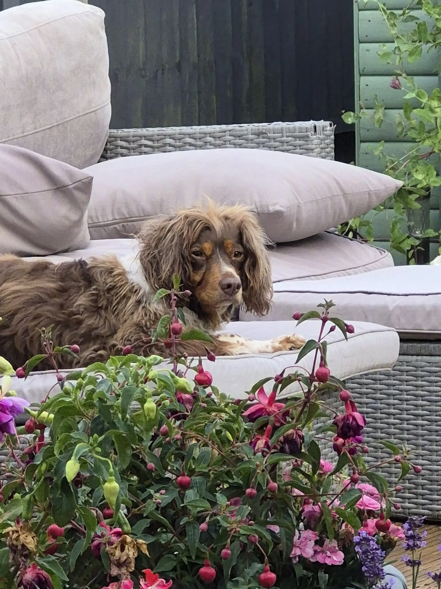 Isla Pup Fosterer 2.jpg