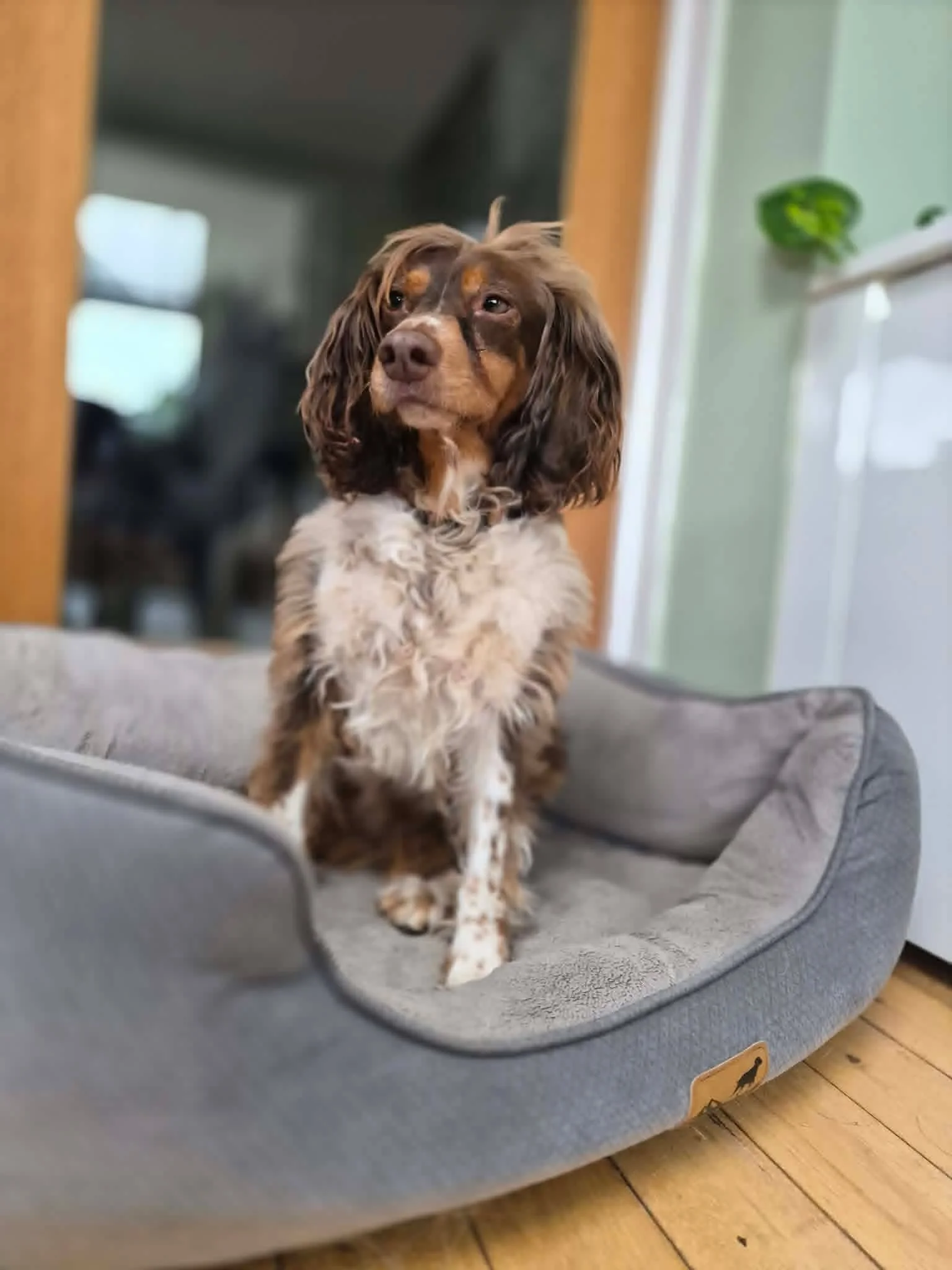 Isla Pup Fosterer.jpg